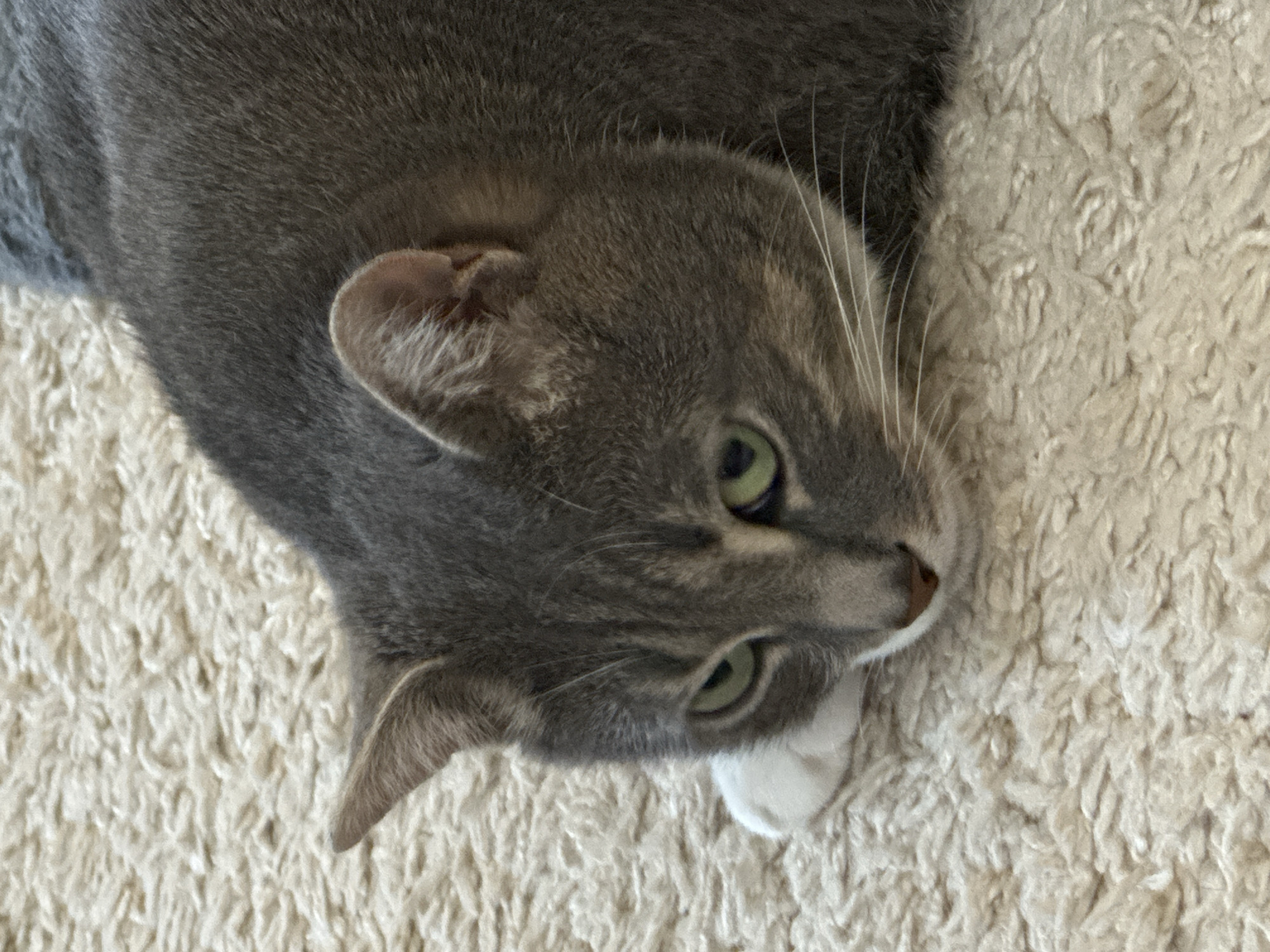 A close-up, overhead shot shows a grey tabby cat lying on a shaggy, cream-colored carpet. The cat is facing left, with its head resting on its paws. Its green eyes are open, and it appears to be looking towards the left side of the frame. The cat's fur is short and dense, with subtle tabby markings visible on its face and body. A small white paw is visible peeking out from under its chin. The carpet's texture is soft and fluffy, with long fibers creating a slightly blurred background. The lighting is soft and natural, suggesting an indoor environment. The scene is devoid of any human presence or other animals.