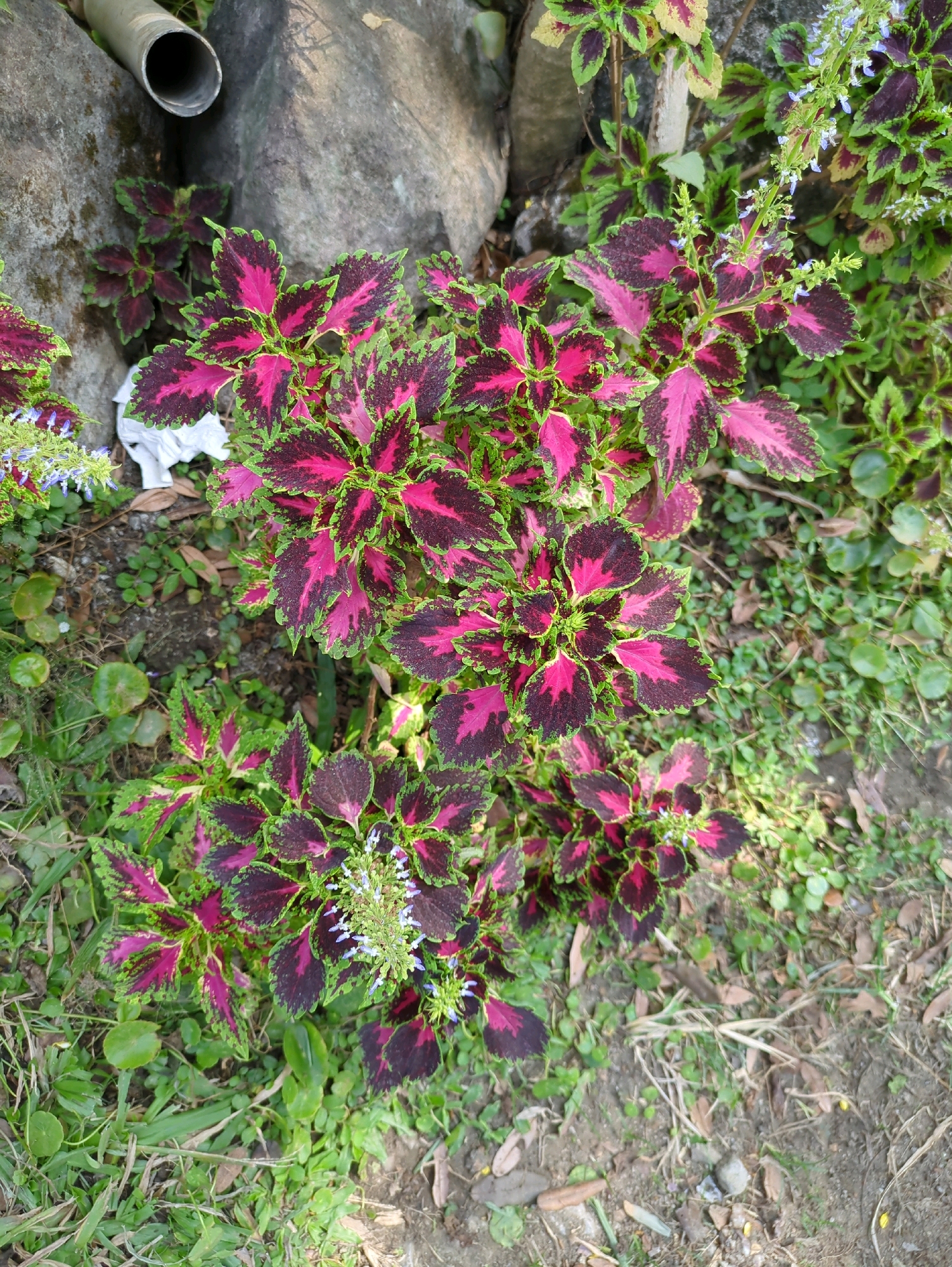 The image shows a cluster of coleus plants with vibrant pink and green foliage, some featuring small clusters of blue flowers. The plants are situated outdoors, near a large, rough-textured rock and a section of a gray pipe that is partially visible. The ground around the plants is covered with soil, dry leaves, and patches of green grass and smaller plants. The scene appears to be an outdoor garden or natural area. The location is identified as Sindon, Indonesia. No people are present in the image.