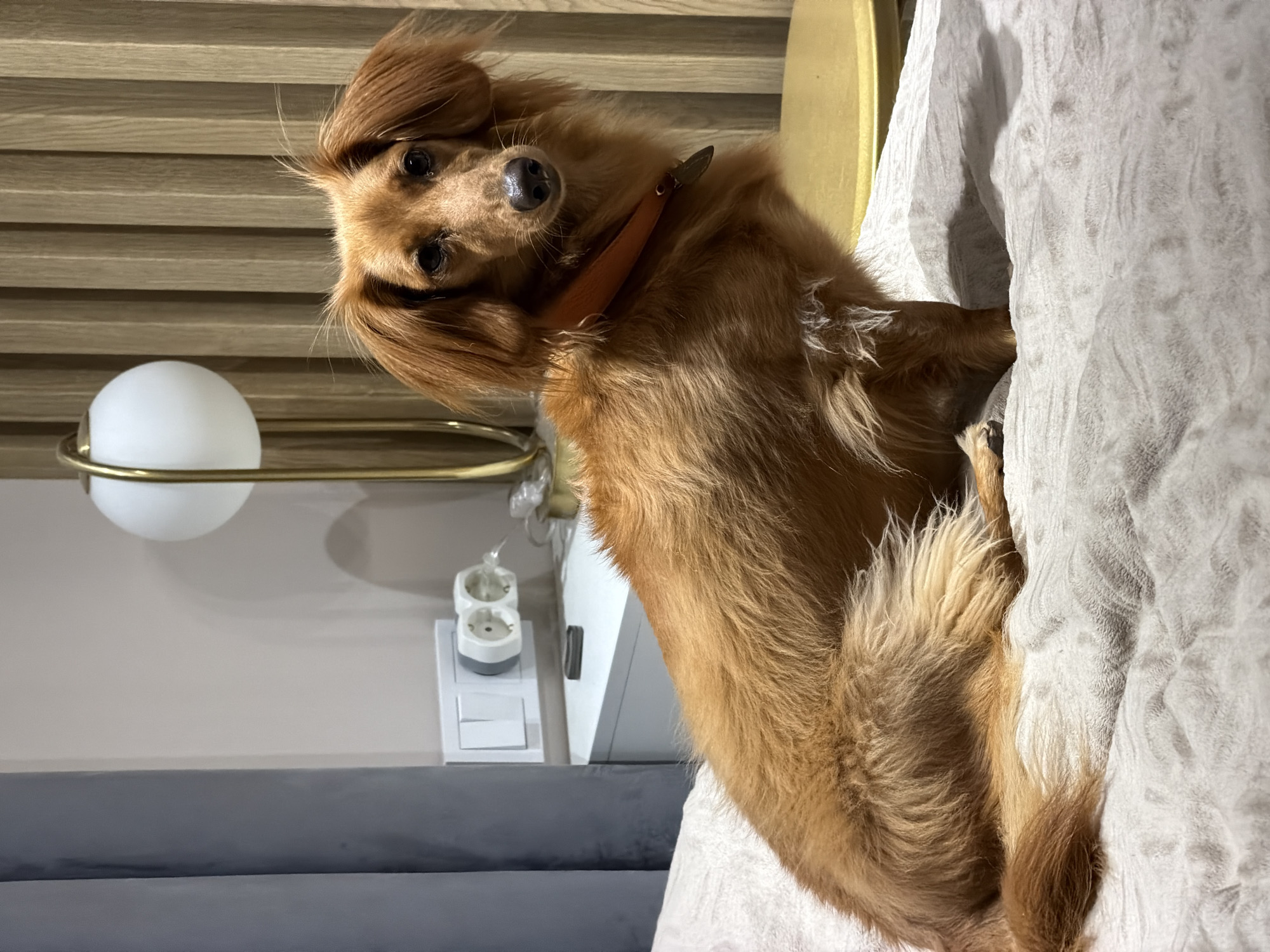 A long-haired, tan dachshund with floppy ears sits on a plush, light-colored blanket that covers a bed. The dog is facing the right side of the frame, with its head turned to look directly at the camera. It wears an orange collar. In the background, a white nightstand is visible, featuring two light switches and two electrical outlets. A modern floor lamp with a white spherical shade and a gold stem stands behind the nightstand. To the right of the lamp, a wall is adorned with vertical wooden slats. The room appears to be a bedroom, possibly in a hotel or apartment in Sochi, Russia.