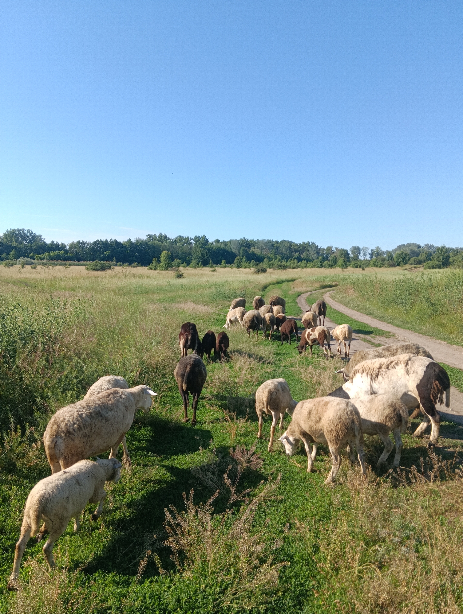 A flock of sheep graze in a grassy field under a clear blue sky. A dirt road winds through the landscape, bordered by tall green grass and trees in the distance. Some sheep are light-colored, while others are dark brown or black. Several sheep are standing and grazing, while others are walking or resting. The sun is shining brightly, casting shadows on the ground. The scene appears to be in a rural or semi-rural area.