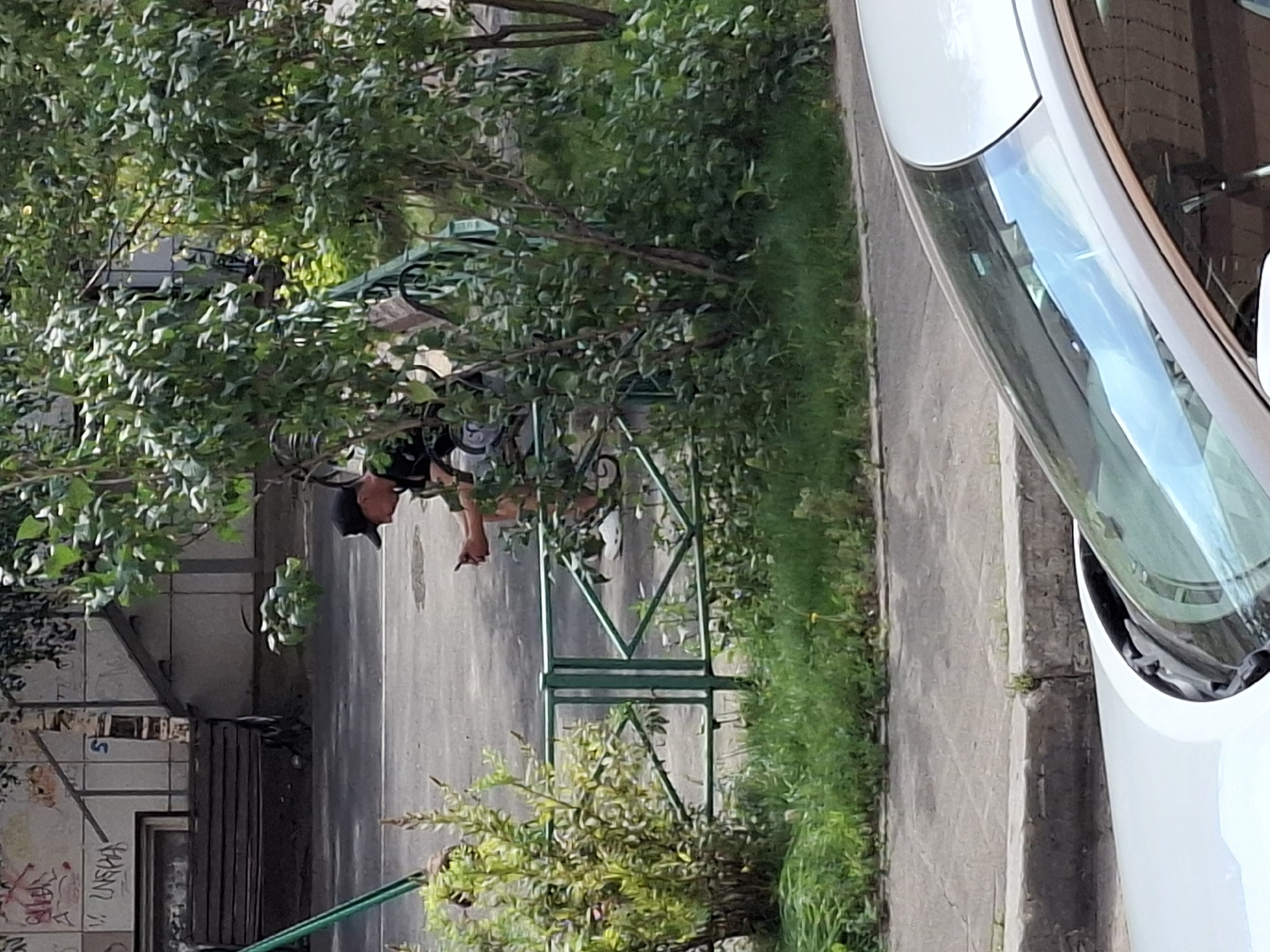 In this outdoor, daytime scene, a person wearing a black baseball cap, black t-shirt, and shorts is sitting on a bench, looking down at their phone. The bench is located near a green metal fence and surrounded by lush green foliage and grass. In the background, a building with graffiti and a wooden bench can be seen. The foreground shows the hood and windshield of a silver car. The ground is paved with asphalt and concrete. The lighting suggests it is a sunny day.