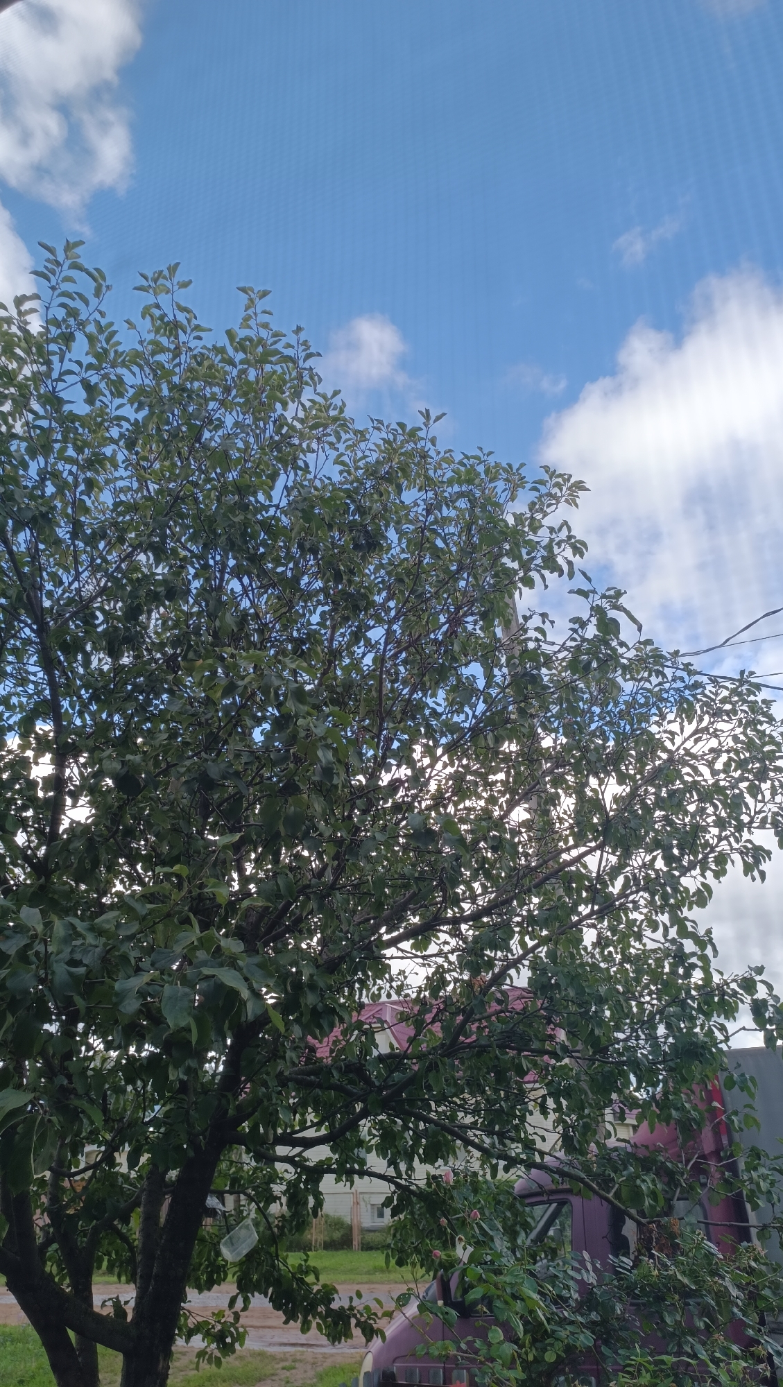 The image depicts an outdoor scene, dominated by a dense, leafy tree in the foreground. The tree's branches extend upwards and across the frame, partially obscuring the sky and background. The sky above is a bright blue, with scattered white clouds. In the background, through the foliage, parts of buildings and a vehicle are visible. One building appears to have a reddish roof. The ground is covered in grass and some dirt, and a clear plastic bottle is hanging from one of the tree branches. The image does not provide any specific indicators of the city of Karsha, Russia.