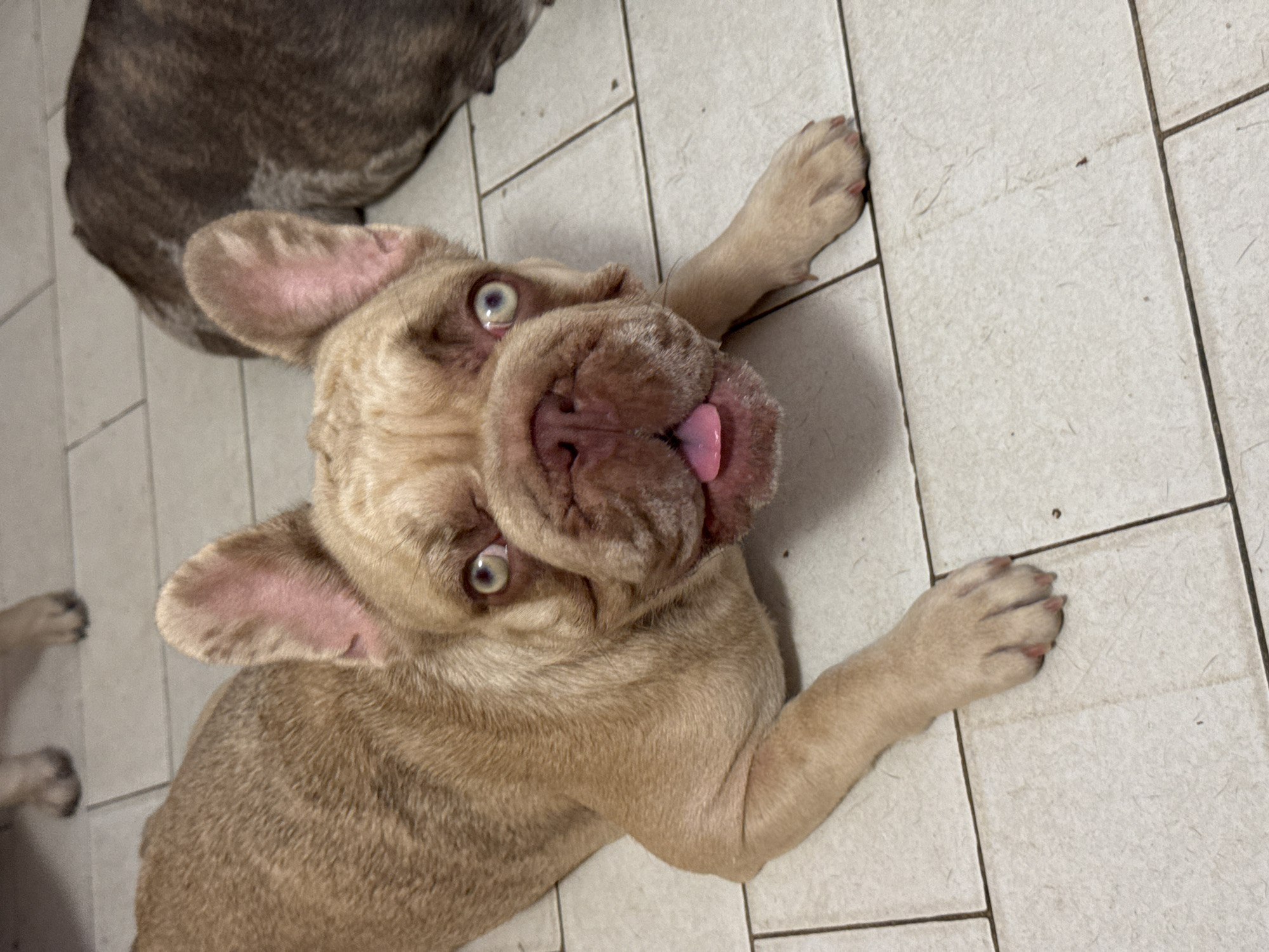A fawn-colored French Bulldog lies on a tiled floor with its tongue sticking out. The dog's eyes are wide open, and its ears are perked up. In the background, another dog, possibly a brindle French Bulldog, is partially visible, lying down. The floor appears to be indoors, possibly a home or a kennel, with light-colored square tiles. There is no discernible indication of the specific location within San Benedetto del Tronto, Italy.