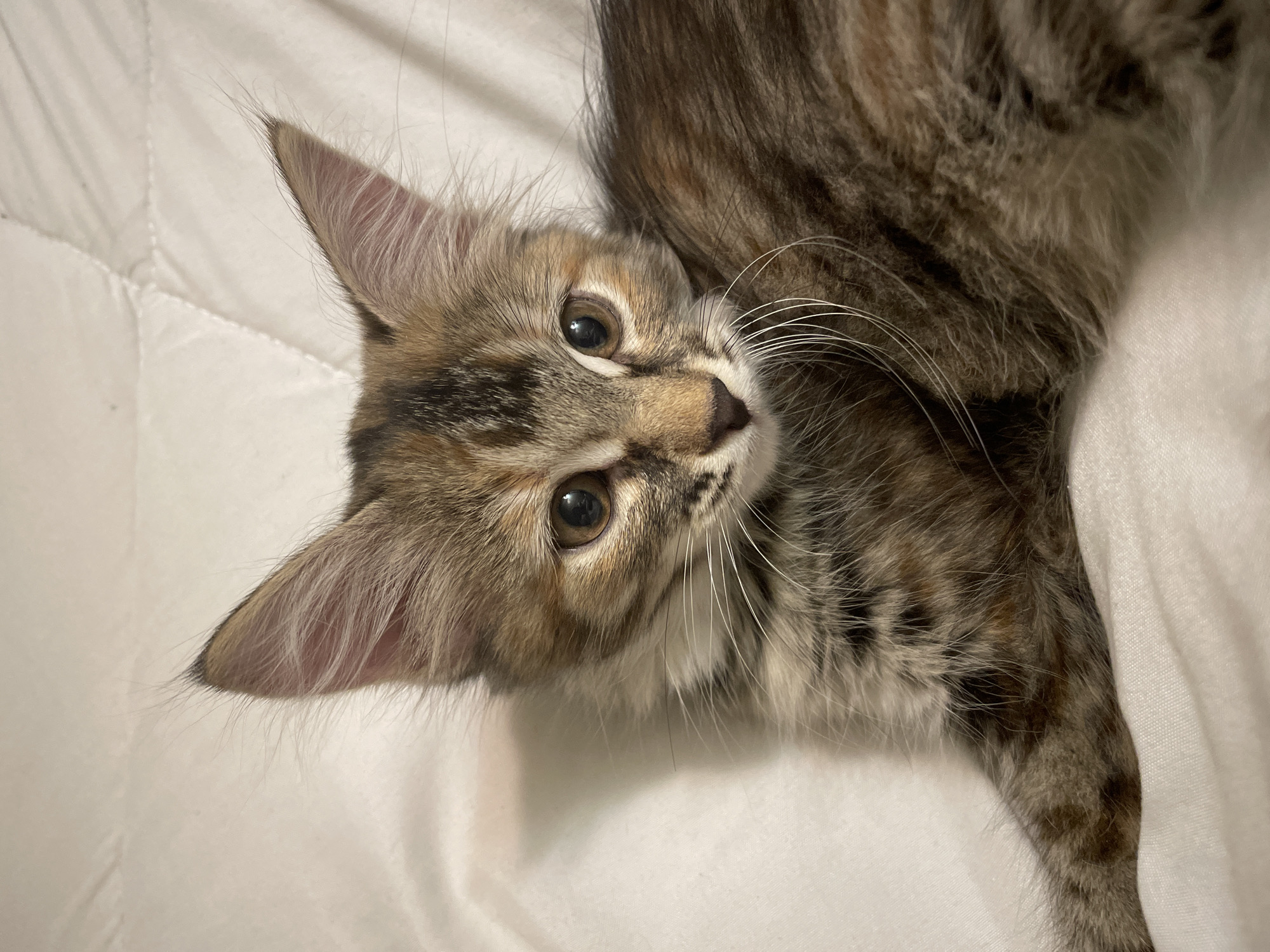 A close-up, eye-level shot focuses on the face of a young, long-haired tabby kitten. The kitten is lying down on a white, quilted surface. Its fur is a mix of brown, black, and orange tabby stripes, with white fur around its neck and chest. The kitten has large, pointed ears with tufts of long fur at the tips. Its eyes are a warm, dark brown and appear to be looking slightly to the left of the camera. The background is the blurred white quilted surface, which creates a soft and inviting atmosphere. The lighting is dim, casting soft shadows on the kitten's face and fur. There are no other subjects or objects visible in the frame.