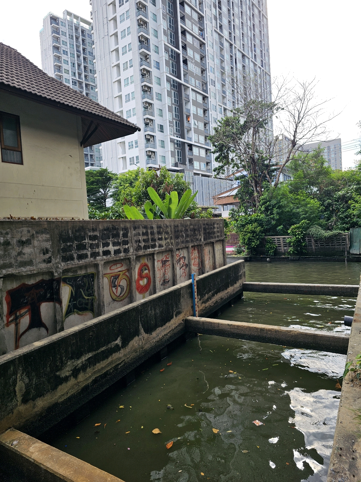 The image depicts a canal in a densely populated urban area of Bangkok, Thailand, juxtaposing the gritty reality of a canal with the backdrop of modern high-rise apartment buildings. The canal itself is murky green, reflecting the overcast sky and appearing stagnant, with fallen leaves and some debris floating on the surface. The banks of the canal are reinforced with concrete structures, some of which are adorned with graffiti, suggesting a disregard for public spaces or a form of urban art.
In the foreground, the concrete walls of the canal are rough and weathered, with visible imperfections and stains. One section of the wall features graffiti tags in various colors, including red, yellow, and black. A blue marker is visible near the top of the water, possibly indicating a water level marker. The canal is divided by a horizontal concrete beam, suggesting a controlled flow or a change in depth.
In the mid-ground, lush green foliage and trees are visible, partially obscuring some of the buildings. Banana plants are prominent amongst the greenery.
In the background, several modern, high-rise apartment buildings dominate the skyline. These buildings are characterized by their repetitive window patterns, balconies, and light-colored facades. Their presence signifies the ongoing development and urbanization of Bangkok. One building, in particular, has a distinct pattern of darker horizontal bands interspersed with lighter sections.
To the left, a portion of a low-rise building with a tiled roof is visible, providing a contrast to the towering structures behind it. The building has a simple, utilitarian design.
The overall impression is one of contrast between the natural element of the canal and the man-made, increasingly vertical urban environment. The graffiti adds a layer of social commentary or urban decay to the scene. The time of day appears to be daytime, under an overcast sky, contributing to the muted color palette of the image. There are no people visible in the frame.
