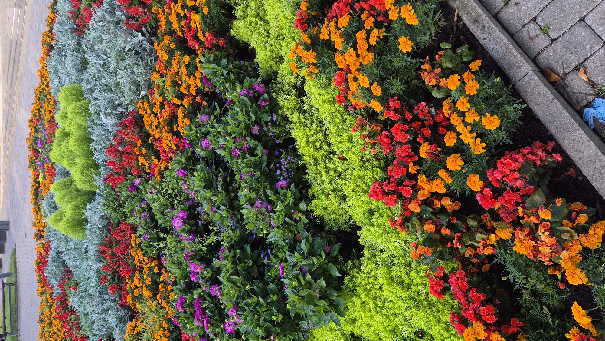 This is a high-angle, full shot of a vibrant flowerbed in Daugavpils, Latvia. The flowerbed is densely planted with a variety of colorful flowers and foliage, arranged in distinct sections. In the foreground, red and orange begonias and marigolds create a striking contrast against the bright green, feathery foliage of what appears to be Sedum. Behind this, rows of purple dahlias are interspersed with smaller blue flowers, further adding to the rich tapestry of colors. The mid-ground features a band of silvery-gray, feathery plants, possibly dusty miller, which then gives way to rows of small, vibrant green, rounded bushes, resembling kochia. In the background, more red and orange flowers, along with the silvery-gray foliage, continue the pattern. The flowerbed is bordered by a grey concrete curb and paved walkway, with glimpses of a park bench and streetlights in the far background, suggesting a public urban space, possibly a park or a pedestrian area. There are no people visible in the image, and no discernible actions or interactions are taking place. The overall impression is one of a well-maintained, picturesque urban garden.