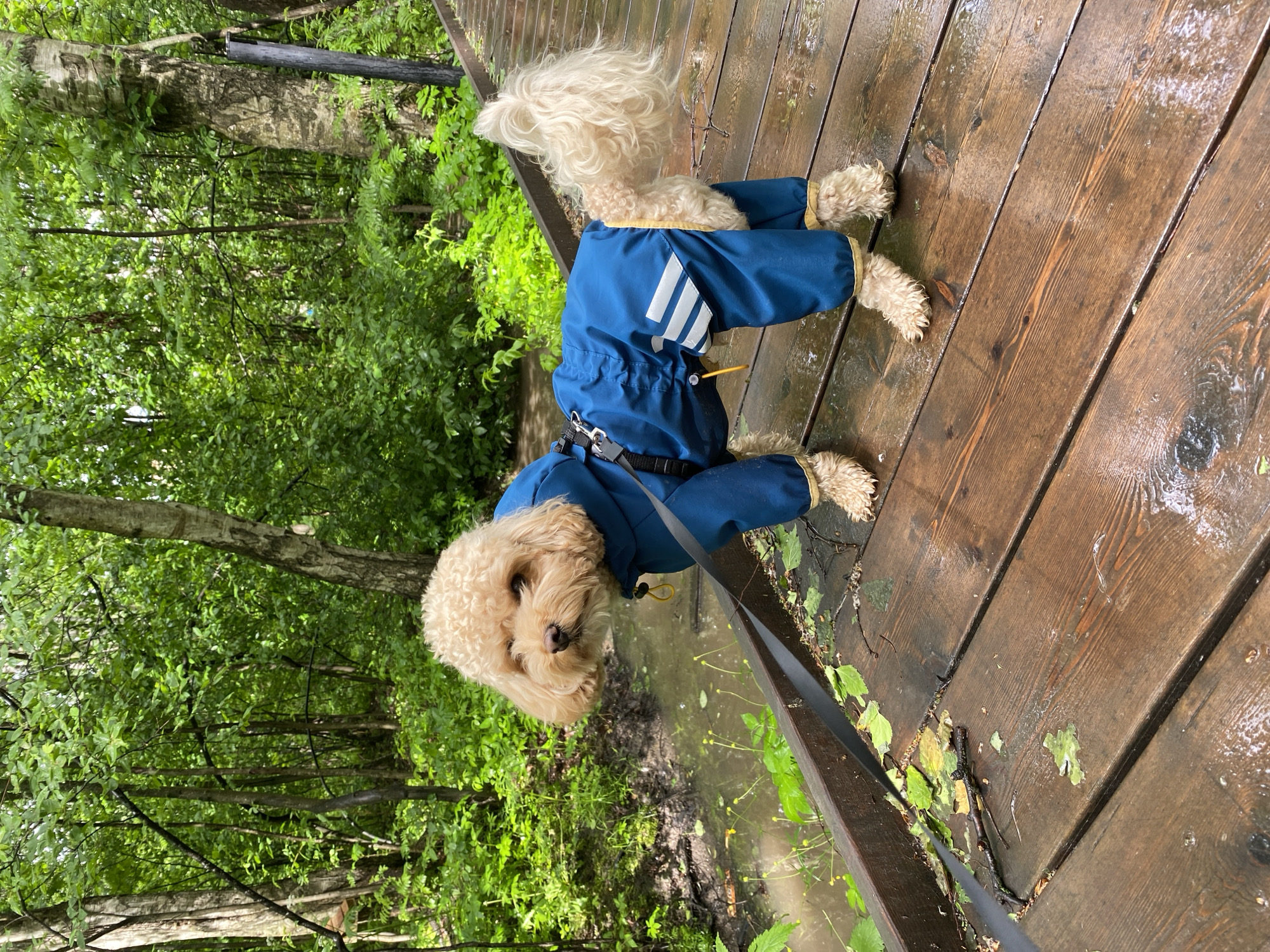 A medium-sized dog stands on a wooden bridge in a park. The dog is wearing a blue jumpsuit with white stripes on the hindquarters. The bridge is wet and appears to be made of planks. The background consists of green trees and foliage, with water visible below the bridge.
