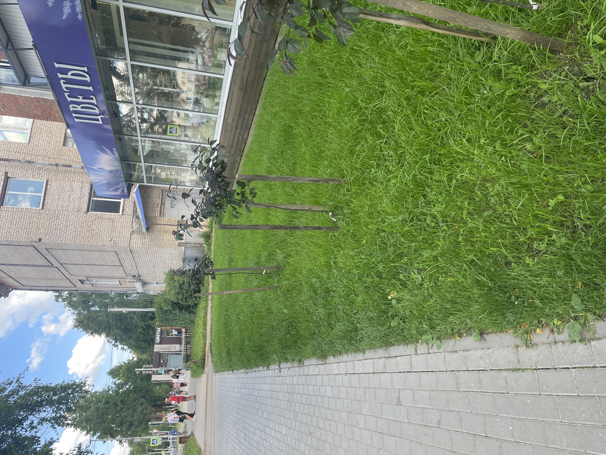 The image shows a street scene in Chaikovsky, Russia. A blue awning with white Cyrillic text that reads "ЦВЕТЫ" (Flowers) is visible above a storefront. The storefront has large glass windows, and inside, racks of flowers can be seen. Adjacent to the building is a well-maintained strip of green grass with several young trees supported by wooden stakes. A paved sidewalk runs alongside the grass. In the distance, more trees line the street, and several people are walking along the sidewalk. Traffic lights and pedestrian crossing signs are also present, indicating an urban environment. The sky is partly cloudy, suggesting it is daytime. The overall impression is a bright, clear day in a town or city.