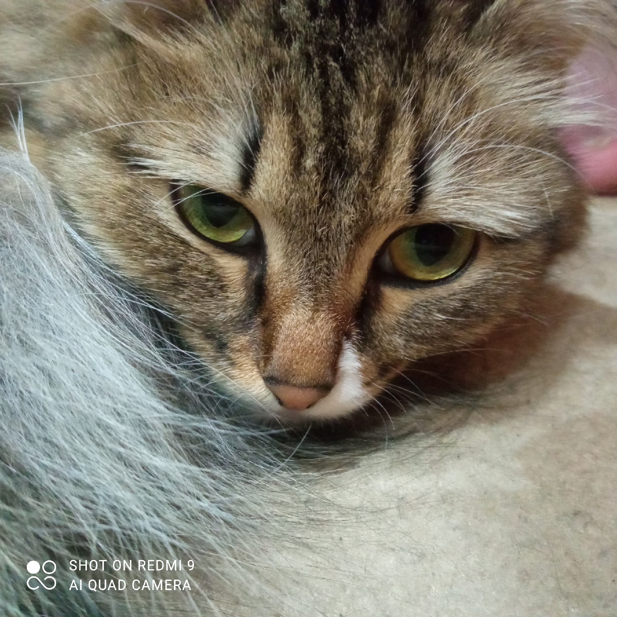 The image is a close-up shot of a cat's face. The cat has tabby markings with green eyes. The cat is lying down on a surface that appears to be fur. The bottom left corner of the image contains the text "SHOT ON REDMI 9 AI QUAD CAMERA". The location Chaikovsky, Russia is not determinable from the image.