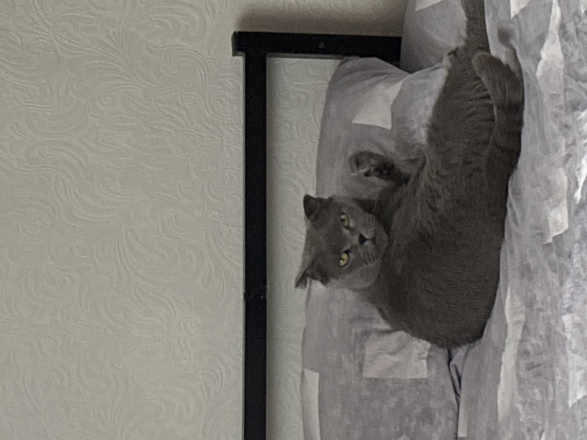 An indoor scene depicts a grey domestic cat, identified as a Scottish Fold by its folded ears, resting on a bed. The cat is positioned in a reclined posture, propped against a light grey pillow with white geometric patterns. Its head is turned to face the viewer, displaying bright yellow eyes and a direct gaze. One of the cat's front paws is slightly raised. The bed includes a black metal headboard and is covered with light grey bedding featuring subtle patterns. The wall behind the bed is light-colored and exhibits an embossed swirling, floral pattern. This scene is located within the city of Марковский, Russia.