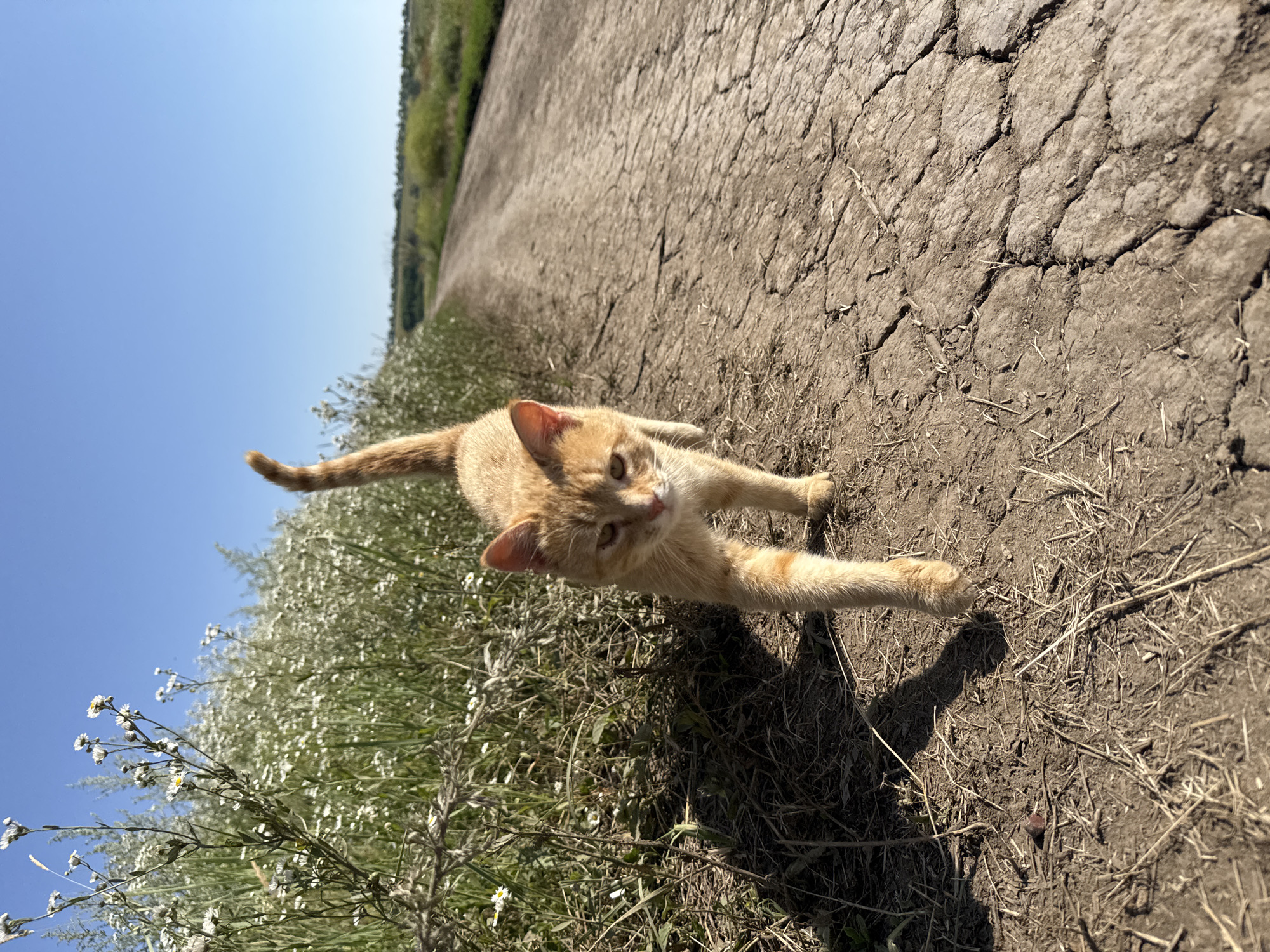 An orange tabby cat walks on a cracked dirt road next to a field of white wildflowers. The sky is clear blue. The road stretches into the distance, flanked by vegetation. The cat is in focus, walking towards the camera. The scene appears to be in a rural or semi-rural area, possibly on the outskirts of Mikhaylovsk, Russia, given the presence of unpaved roads and fields.