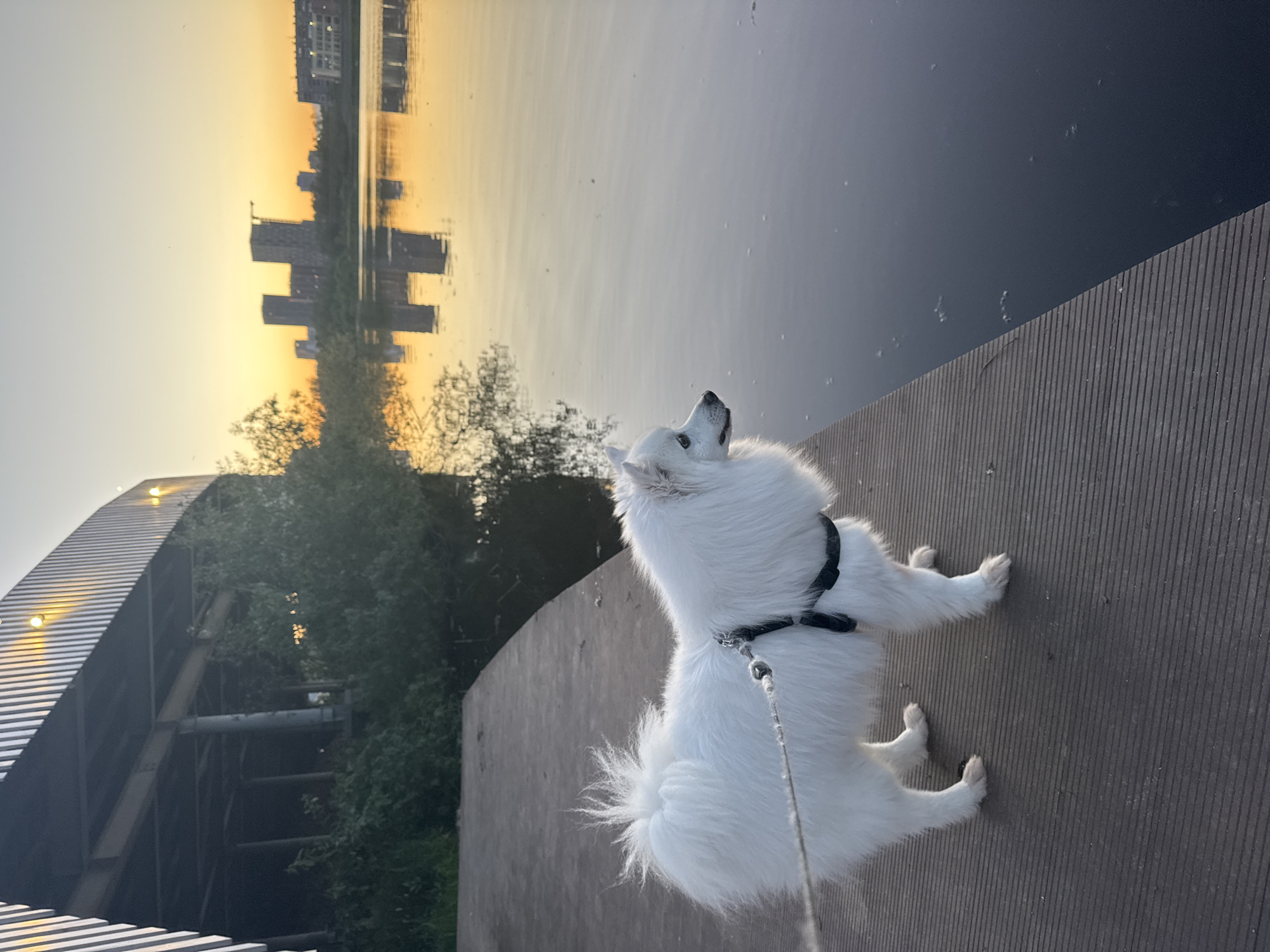 A white dog on a leash stands on a concrete pier overlooking a body of water reflecting a cityscape and sunset. The dog, with its fluffy fur and black harness, faces to the right, looking towards the water. In the background, across the water, are silhouetted buildings of varying heights, some appearing to be under construction, set against a warm, orange and yellow sunset sky. The water surface is calm, with reflections of the buildings and sky. To the left of the pier, there is lush green foliage and the underside of a bridge-like structure with visible supports and lighting. The overall scene suggests an urban waterfront setting during twilight in Yekaterinburg, Russia.