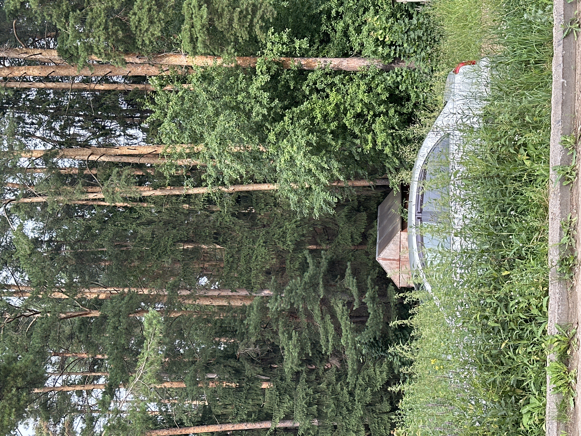 A white sedan is parked in front of a dense forest. The car is partially obscured by tall, green grass and weeds. A small, weathered shed with a reddish-brown roof is visible behind the car. The forest consists of tall pine trees and other deciduous trees. The ground in the foreground is a paved surface with a concrete curb. The scene appears to be located in Chaikovsky, Russia, given the presence of pine trees typical of the region and the weathered, utilitarian shed which is common in Russian rural or suburban areas. There are no people or animals visible in the image.