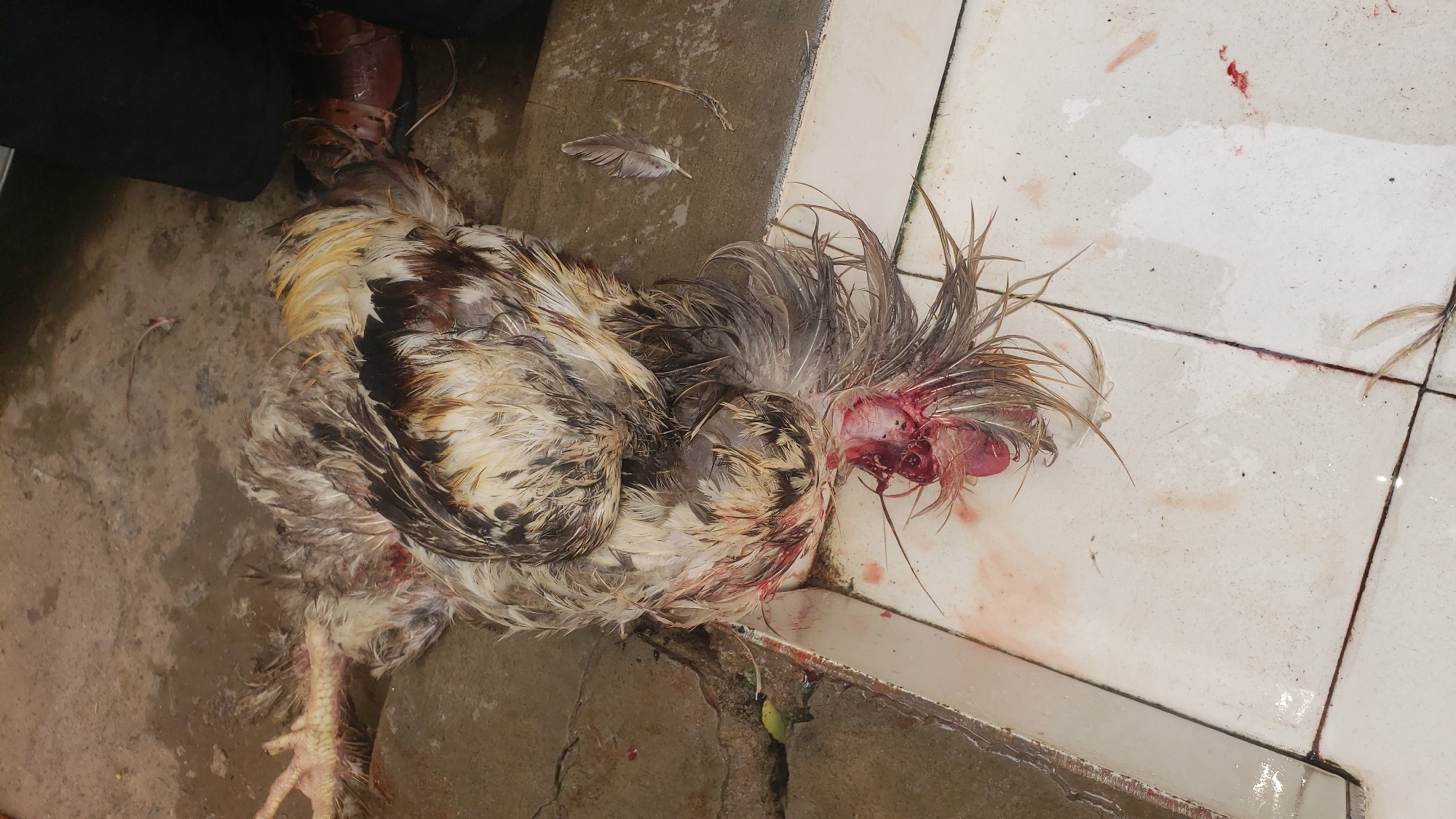 An overhead shot captures a freshly slaughtered chicken lying on a wet surface, likely in Sabon Tasha, Nigeria. The chicken, primarily white and brown feathered with some black markings, appears to have its head partially severed, revealing raw flesh and bone with considerable blood around the neck area. Its feathers are disheveled and wet, with several loose feathers scattered on the ground nearby.
The scene is set on a mixed ground surface: a rough, grey concrete area on the left transitions into clean, white tiled flooring on the right. Both surfaces show signs of wetness and bloodstains, particularly around the chicken and spreading across the white tiles. A dark-clad leg or foot, possibly belonging to a person, is visible in the upper left corner of the frame, alongside a dark object that might be part of clothing or footwear. The chicken's body rests across the boundary between the concrete and tiled areas. The bright lighting suggests it is daytime. There is no visible text in the image. The overall impression is that of an animal prepared for consumption, a common practice in many households and markets.