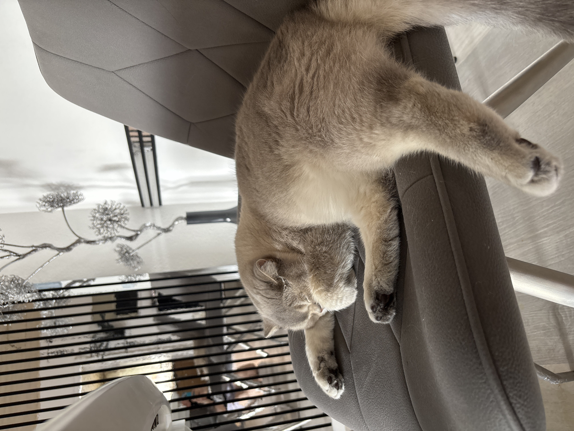 A domestic cat, exhibiting light brown and cream fur, is depicted resting on its left side upon a grey upholstered chair. The cat's head is obscured, tucked against its body with a visible forepaw presenting dark paw pads. The chair features a geometric-paneled backrest and seat, with a metallic leg partially visible. Behind the cat and chair, a reflective wall panel composed of vertical dark slats reflects vague, warm-toned forms from the interior space. To the right, a white wall serves as a backdrop for a metallic decorative sculpture resembling a skeletal tree with spherical embellishments, resting on a dark base. A light-toned wood or laminate floor is visible at the bottom. The environment is uniformly lit. Location: Unknown, Unknown.