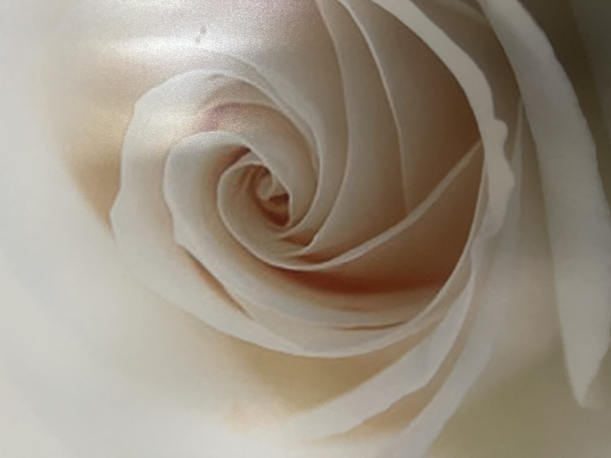 A close-up, macro photograph captures the intricate, spiraling core of a creamy white or ivory-colored flower, likely a rose. The petals are tightly coiled, creating a mesmerizing natural pattern that draws the eye inward. The dominant hue is a soft, luminous off-white, transitioning subtly into delicate shades of peach, light beige, and very faint pink within the deeper folds and the innermost parts of the blossom.
The surface of the petals appears smooth and features a soft, almost pearlescent sheen, suggesting diffused lighting. Tiny textural details or minute speckles are visible on some petal surfaces. The depth of field is shallow, rendering the surrounding areas and outer petals softly blurred, which emphasizes the sharply focused central spiral. There are no people or specific objects other than the flower petals depicted. No activity or event is taking place, as it is a still-life capture of a botanical subject.
The image provides no direct cues regarding the time of day, weather conditions, or any specific geographic location like Poltava, Ukraine. There is no visible text. The overall impression is one of delicate beauty, organic symmetry, and serene purity.