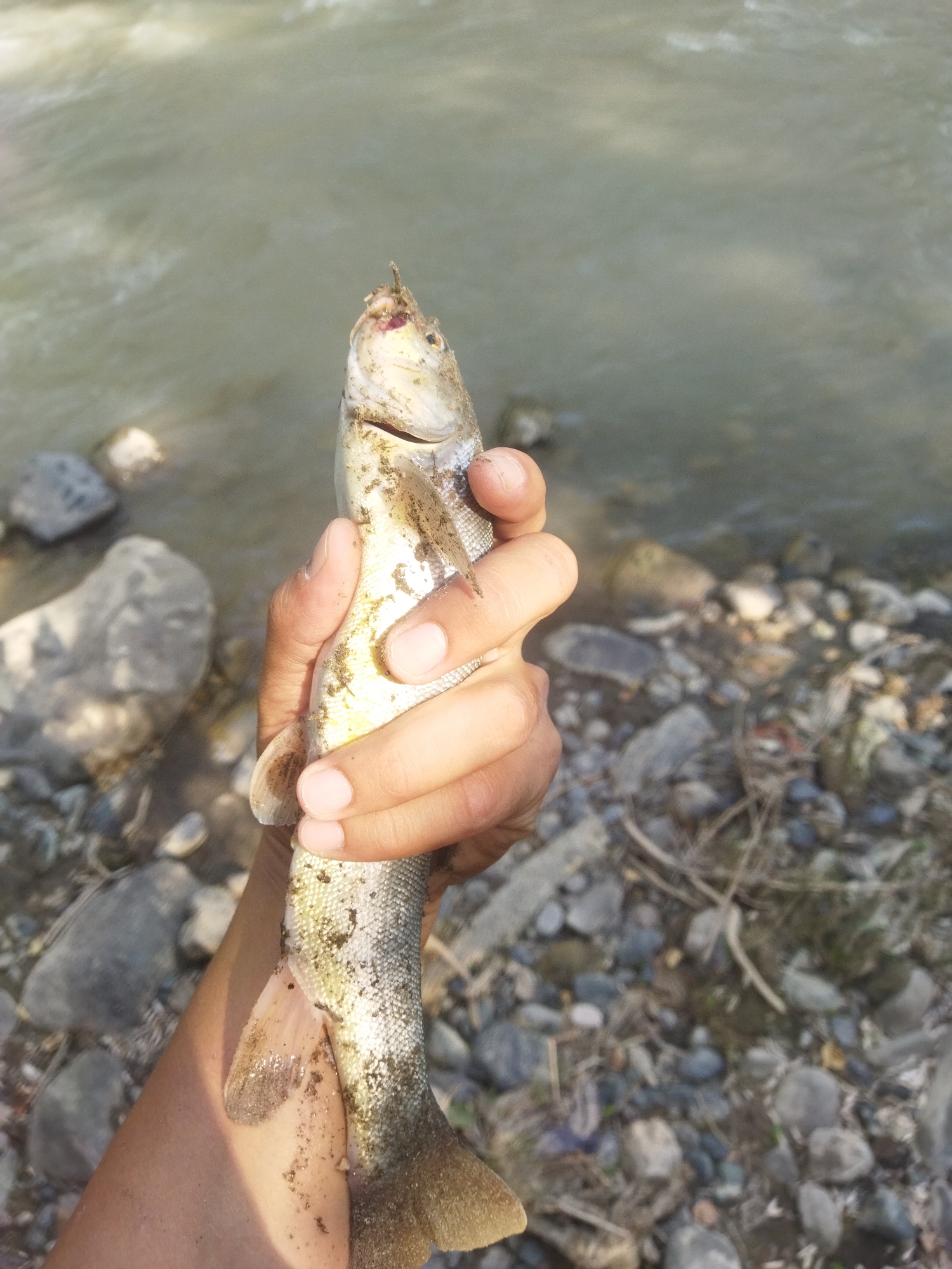A person's hand is holding a freshly caught fish near a body of water. The fish is pale with dark speckles and is covered in mud and some debris. The hand is tanned and shows the nails. In the background, the water is murky and appears to be a river. The shore is rocky and covered with pebbles and some dry vegetation. The image appears to have been taken outdoors in natural light. The location is identified as Mailuu-Suu City, Kyrgyzstan.