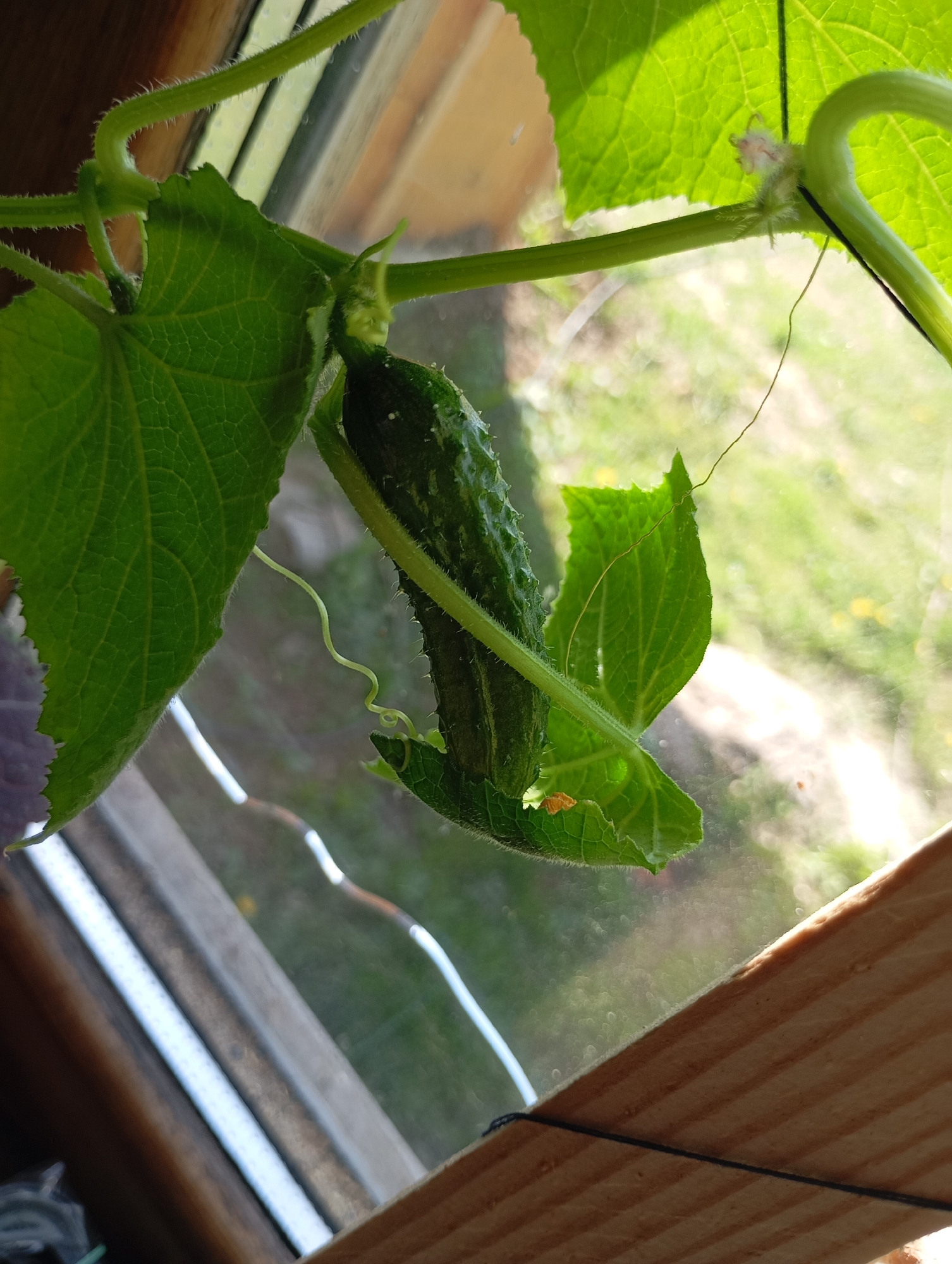 The image shows a close-up view of a cucumber plant growing indoors, likely in a greenhouse or near a window. A small, immature cucumber is visible, hanging from the vine amongst several green leaves. Tendrils are wrapped around the leaves and the stem. The background shows an outdoor scene with grass and foliage, visible through a window. A wooden frame surrounds the glass. The location is unknown.