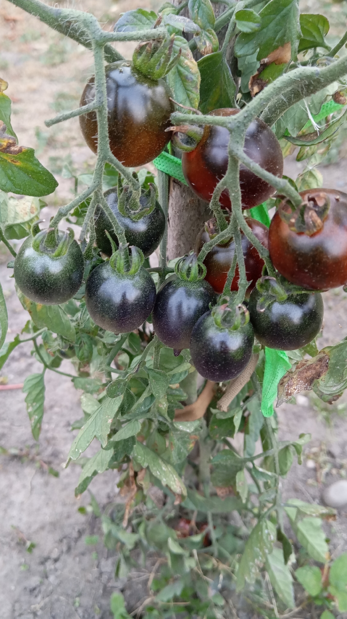 The image shows a close-up view of a tomato plant with several dark-colored tomatoes, likely cherry tomatoes, growing on it. The tomatoes vary in color from deep purple to reddish-brown, indicating different stages of ripeness. The plant's leaves are green, with some showing signs of dryness or damage. The tomatoes are clustered on vines supported by a stake. The background is blurred, showing what appears to be dry soil and some other vegetation. The overall impression is of a home garden or allotment.