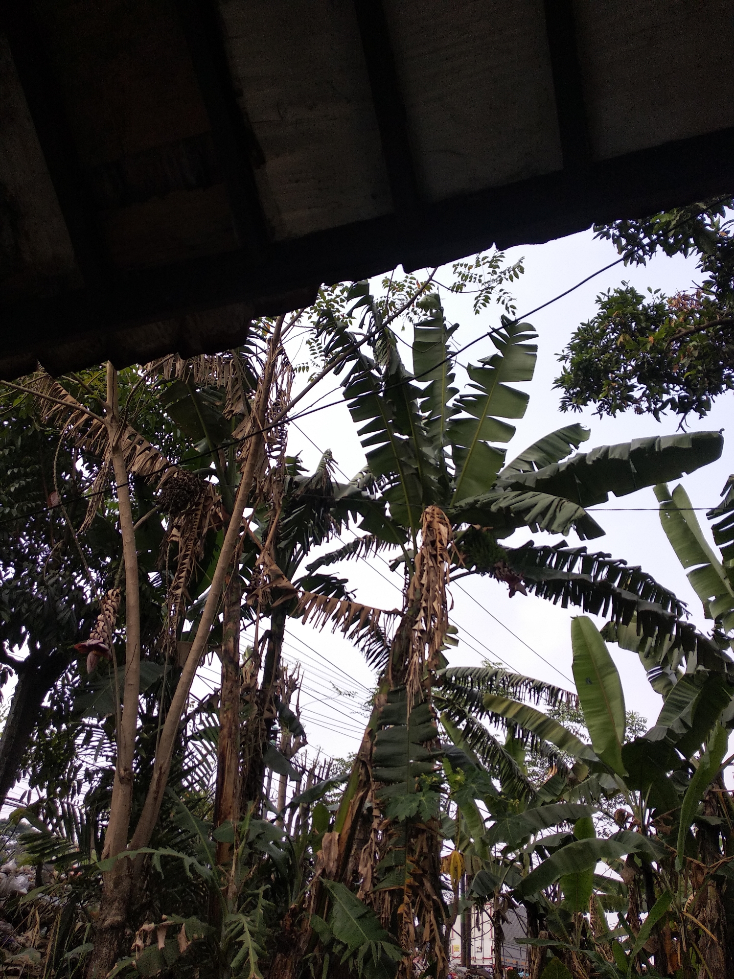 An eye-level, medium shot captures a dense cluster of banana trees from under the shade of a dark, wooden overhang. The trees are varied in their stages of growth, with some exhibiting dry, withered leaves and others displaying vibrant green foliage. One tree in the center of the frame has a cluster of green bananas, and a reddish-purple banana flower is visible near its base. Several thin, dark electrical wires crisscross the sky behind the trees, suggesting an urban or semi-urban setting. The background is a pale sky, with a hint of a larger, leafy tree on the right. The scene appears to be set in Balaraja, Indonesia, as indicated by the vegetation and electrical infrastructure common in the region.
