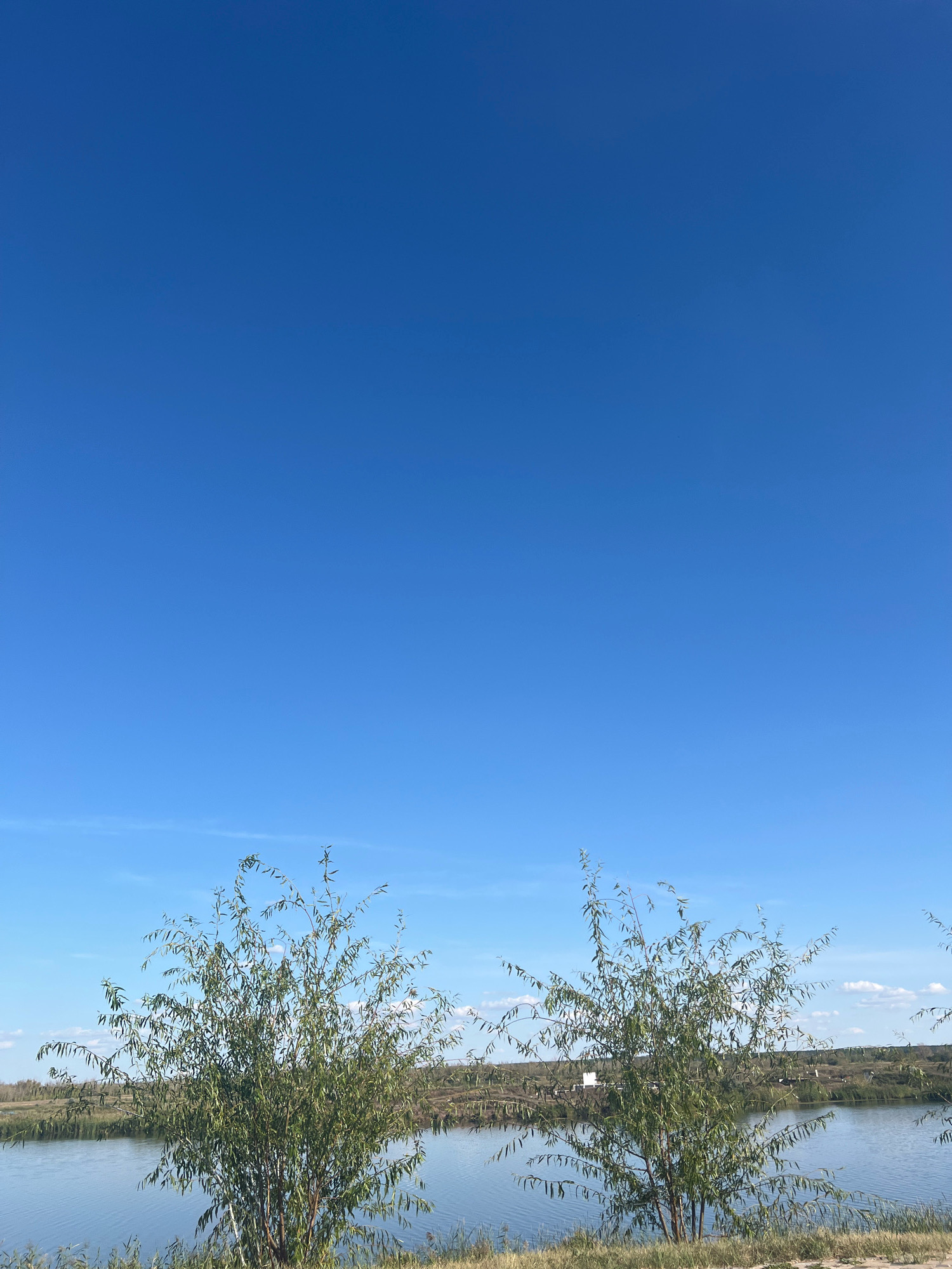 The image depicts a serene natural landscape under a clear blue sky. In the foreground, on the right and left sides of the frame, are two tall, slender trees with abundant green foliage that appears to be weeping willow or a similar species. These trees are positioned on a grassy embankment. Beyond the trees, a calm body of water stretches across the mid-ground, reflecting the sky and the surrounding vegetation. The far bank of the water is lined with more reeds and trees, creating a sense of depth. In the distance, a few man-made structures are faintly visible, possibly indicating a park or recreational area. The overall impression is one of tranquility and open space. This scene is located in the city of Kostanay, Kazakhstan, likely in an area with natural bodies of water and green spaces, such as a park or a nature reserve. There are no people or animals visible in the image.