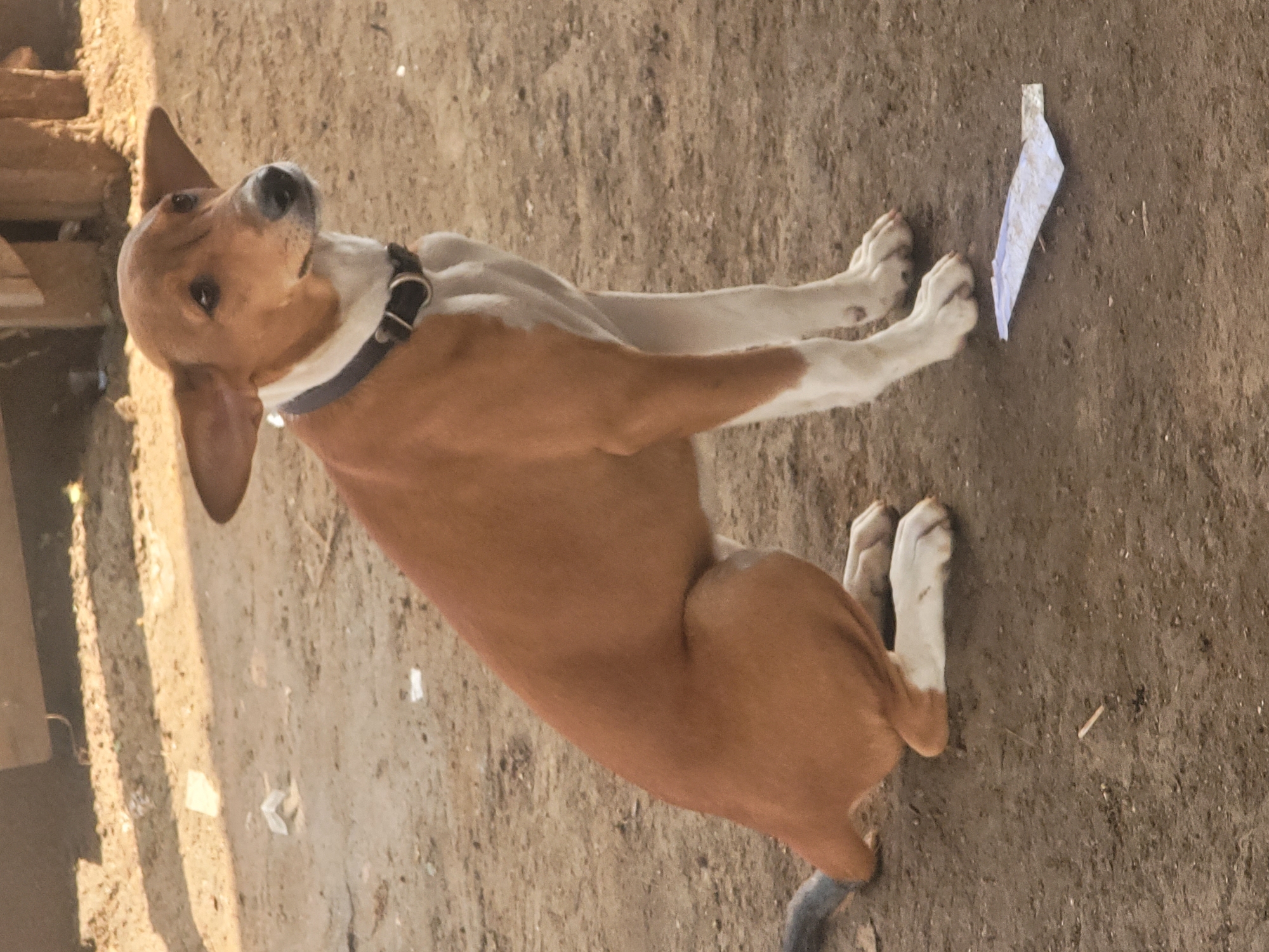 A medium-sized dog with tan and white fur sits on the dirt ground in Gura Top, Nigeria. The dog is wearing a dark collar and has large, alert ears. Behind the dog, there are wooden structures and some scattered debris on the ground. The lighting suggests it is daytime, with shadows cast on the ground.