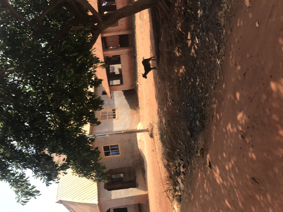 The image depicts a rural or semi-urban scene in Ogodo, Nigeria, under direct sunlight. The foreground consists of reddish-brown earth, marked with dappled shadows from an overhead tree canopy. To the left, a multi-story building with light-grey plaster walls and a light-orange corrugated metal roof features multiple rectangular windows with light-colored frames; some window panes are blue, others appear opaque. A light-colored utility pole stands in front of this building. To the right and slightly behind, a smaller, single-story building with reddish-brown walls and a reddish-orange corrugated metal roof has multiple open, unglazed rectangular apertures. A dark-colored goat stands on the reddish-brown earth in the mid-ground, positioned under the shade of a large, leafy tree that occupies the right side and upper center of the frame. Scattered debris is visible on the ground in the mid-left. No human figures are present.