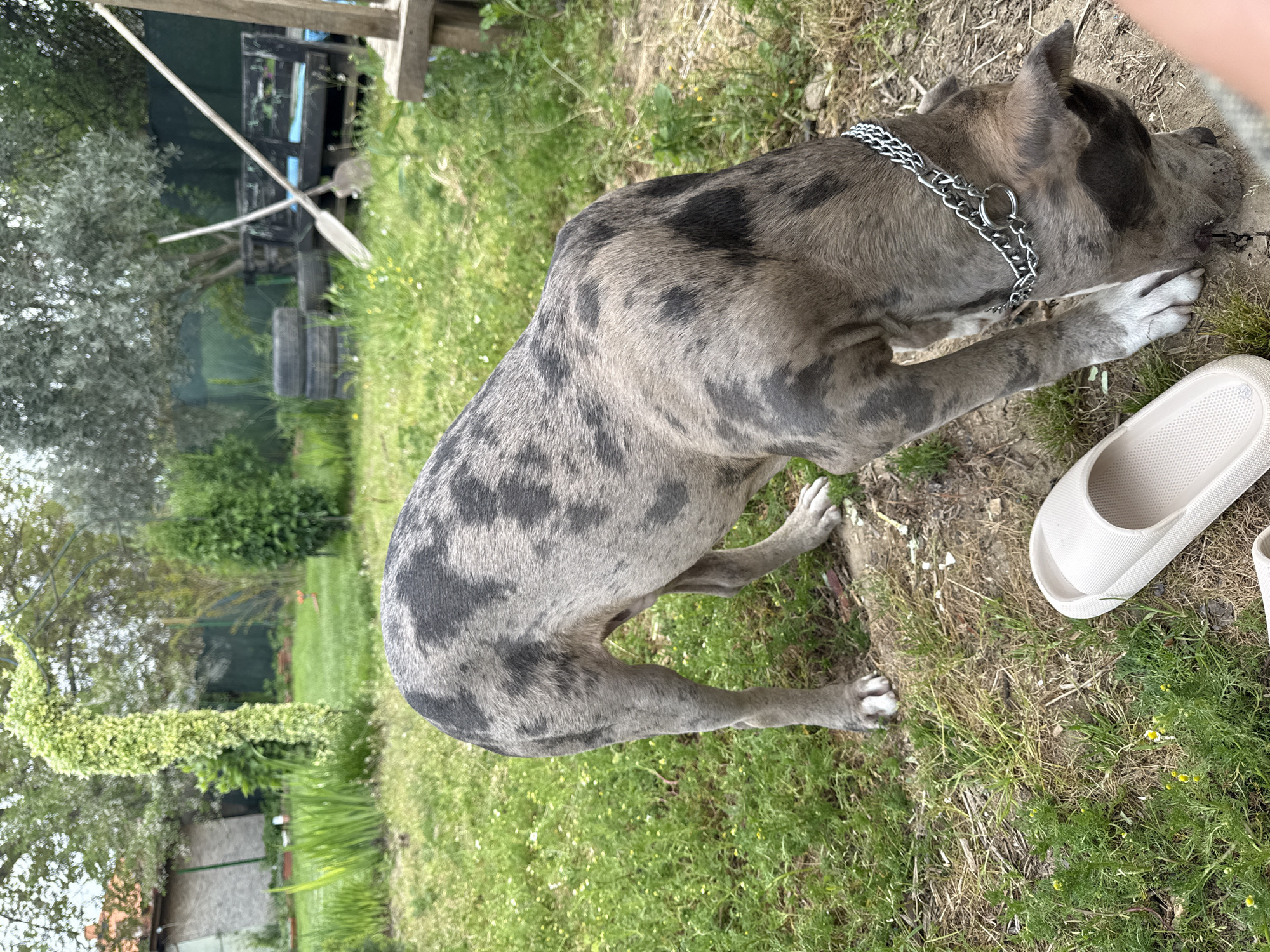 A large, merle-patterned dog is the central subject of the image, positioned in an outdoor grassy area. The dog has a grey and black dapple coat, and is wearing a silver-colored metal choke chain collar. Its head is lowered to the ground, appearing to sniff or interact with the earth, possibly digging. Its front paws are close together, and its muzzle is pressed against the dirt.
The setting is a verdant yard or garden. The ground is covered with green grass, interspersed with small yellow and white flowers and some patches of dry earth or wood chips. In the lower right corner, a light-colored, possibly beige or white, slip-on sandal or slipper lies on the grass.
The background reveals more of the garden. To the left, an olive tree with silvery-green leaves is visible. Further back, a dark-colored, rustic-looking vehicle or trailer with large wheels is parked, against which a shovel and a rake lean. A green fence or netting is also present in the mid-ground. On the far left, a structure covered in light green climbing plants, possibly an archway or trellis, adds to the garden aesthetic. The overall lighting suggests it is daytime, likely under an overcast sky as there are no strong shadows. There is no visible text in the image. The location is consistent with a rural or semi-rural setting in Generalovo, Bulgaria.
