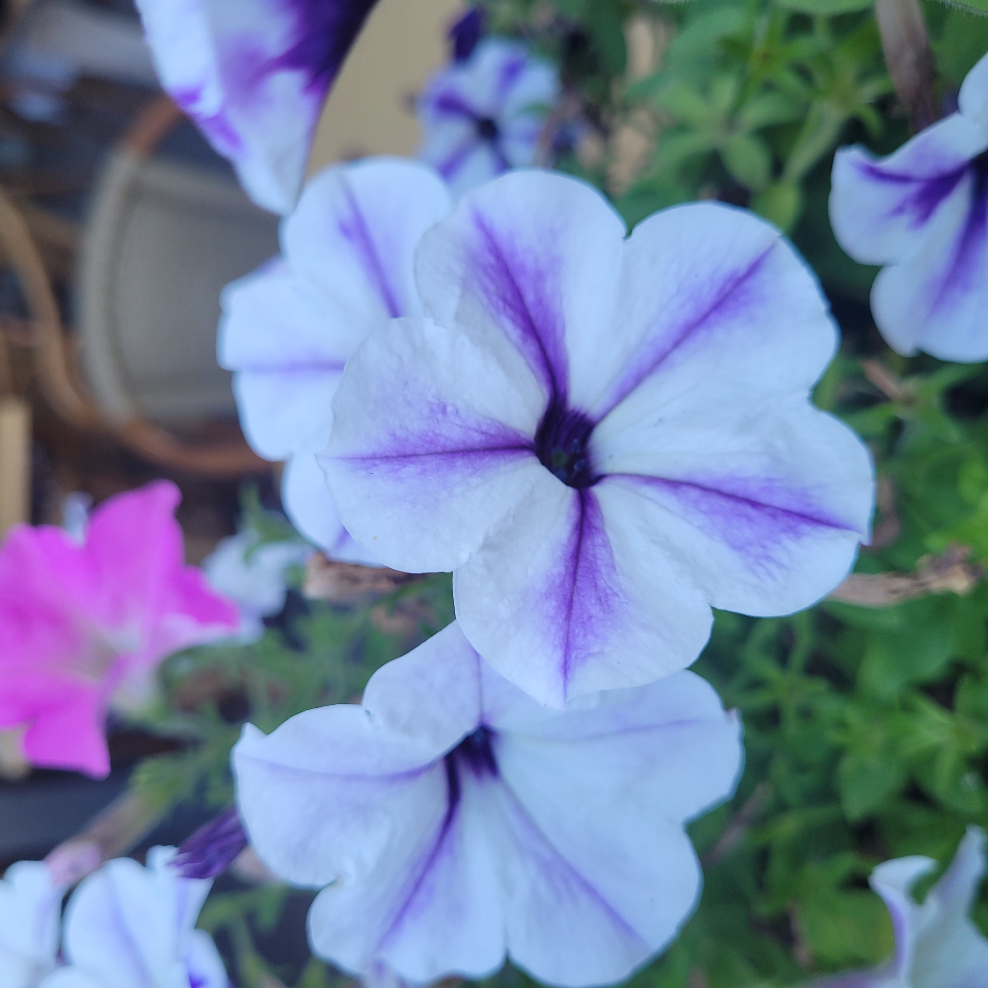 The image is a close-up, slightly angled shot of several petunia flowers. The primary focus is on two large, white petunia blooms with prominent purple veining radiating from the center. The centers of these flowers are a deep purple-black. In the background, a bright pink petunia is visible, out of focus. Other partially visible white and purple petunias are scattered throughout the frame, some in sharper focus and others blurred. The flowers are nestled amongst green foliage, suggesting an outdoor garden or planter setting. The background also includes a blurred suggestion of outdoor furniture, possibly a chair or table, and a wall or structure, hinting at a cafe, patio, or park environment. The lighting appears to be natural daylight. There are no people or animals visible in the image. The image does not contain any identifiable landmarks or specific details that would allow for precise location identification within Jūrmala, Latvia. The overall scene is one of natural beauty and floral display in an outdoor setting.