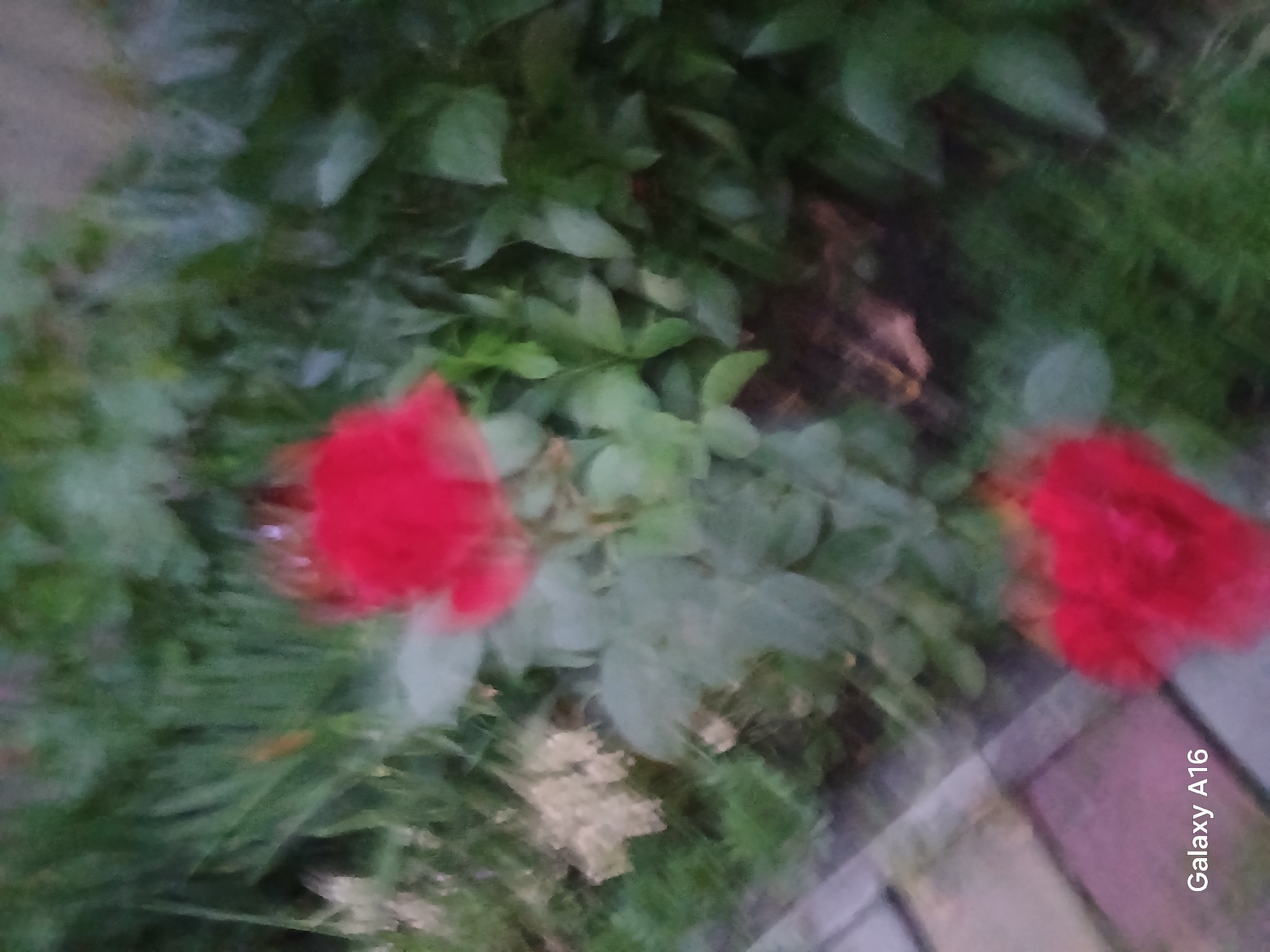 The image depicts two out-of-focus red flowers, likely roses, with blurry green foliage in the background. To the left, a section of a paved walkway made of rectangular stones in shades of gray and pink is visible. The lower left corner of the image contains the text "Galaxy A16". The scene appears to be an outdoor garden or park area. While the location is stated as Ustyvytsia, Ukraine, the image itself does not contain any specific visual cues to confirm or deny this.