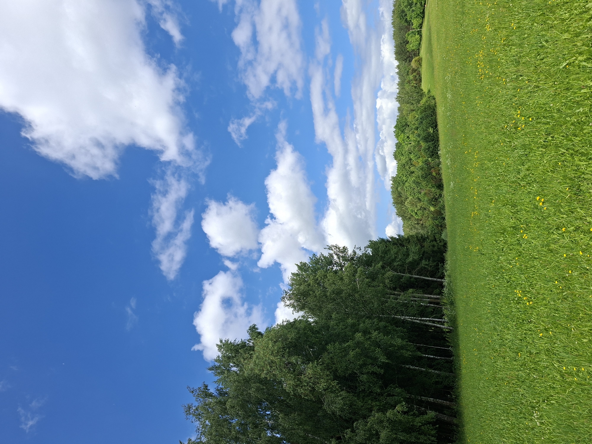 The image depicts a wide, sunlit, green meadow with scattered yellow wildflowers. The meadow extends towards a dense line of trees, primarily deciduous with some evergreens, forming a dark, shadowed backdrop. A clear, bright blue sky with scattered white cumulus clouds dominates the upper portion of the image. The scene appears to be a natural landscape, likely a park or rural area. There are no people or animals visible. The overall impression is one of a tranquil summer day in a natural setting. This scene could be consistent with areas around Alytus, Lithuania, which is known for its extensive green spaces and natural landscapes.