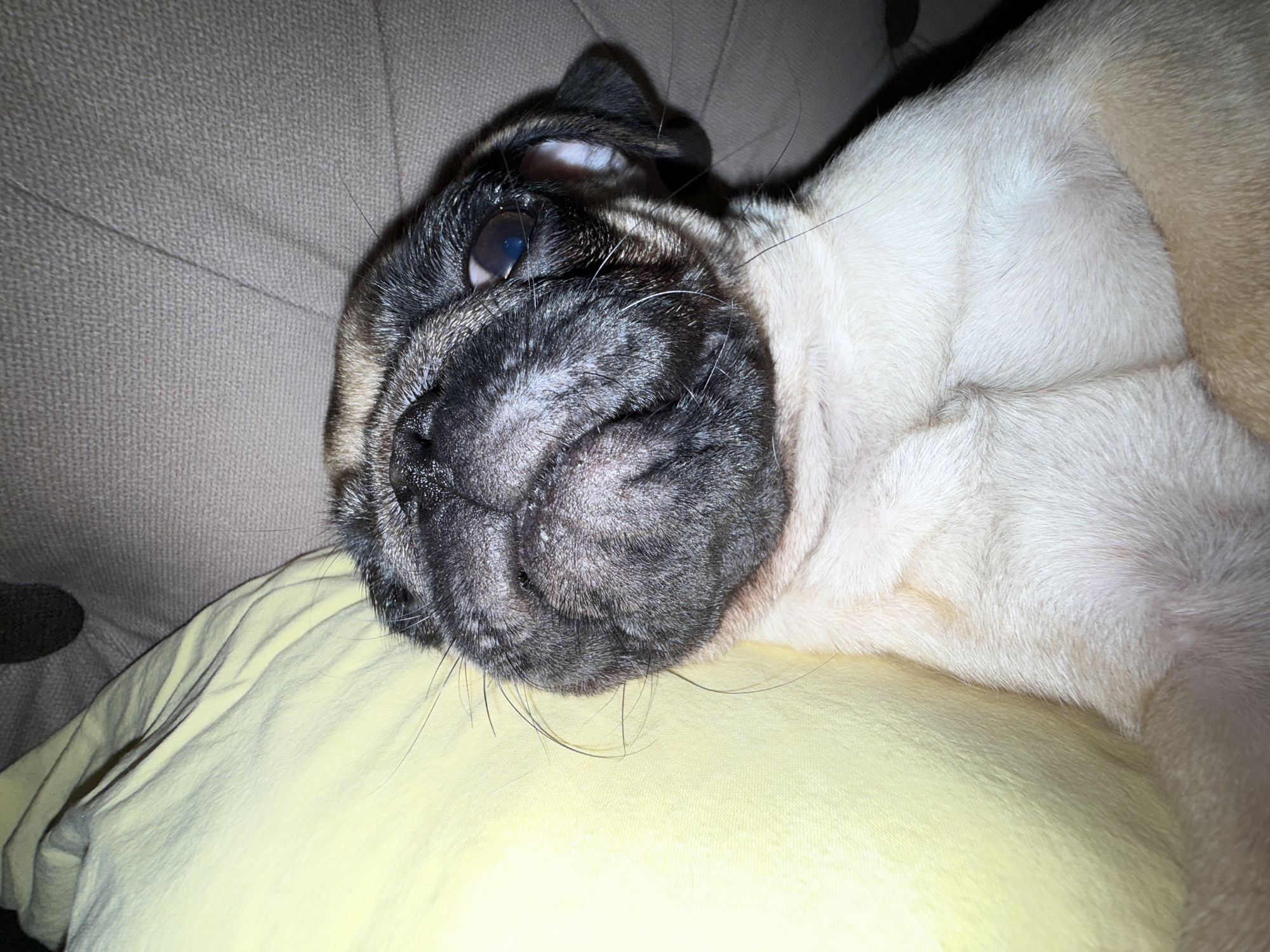 The image shows a close-up of a pug dog lying down. The pug's head is resting on a yellow pillow, and its body is against a textured beige surface, likely a sofa or couch. The dog is mostly a fawn color with dark facial markings. Its eyes are open, and its expression appears relaxed or sleepy. Some of the pug's whiskers are visible, as well as a few loose hairs on its fur. The lighting suggests an indoor setting, possibly in the evening or a dimly lit room, as there are some shadows. The overall scene conveys a sense of comfort and domesticity, with the dog resting peacefully. There is no visible text in the image.