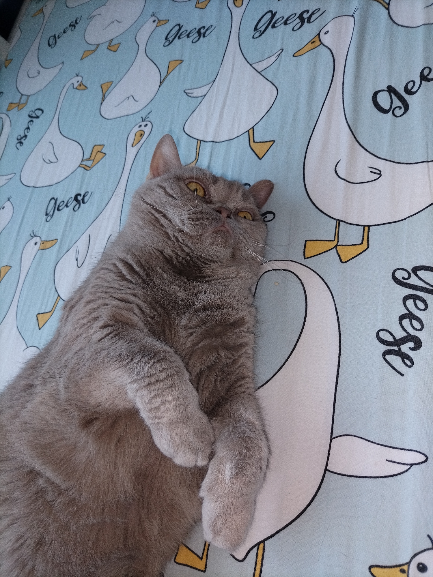 A gray cat with yellow eyes is lying on a light blue blanket adorned with cartoon geese. The cat is positioned on its back with its paws crossed. The blanket features multiple illustrations of white geese with yellow beaks and feet, some of which are labeled with the word "Geese" in black cursive script. The scene appears to be indoors, on a bed or sofa.