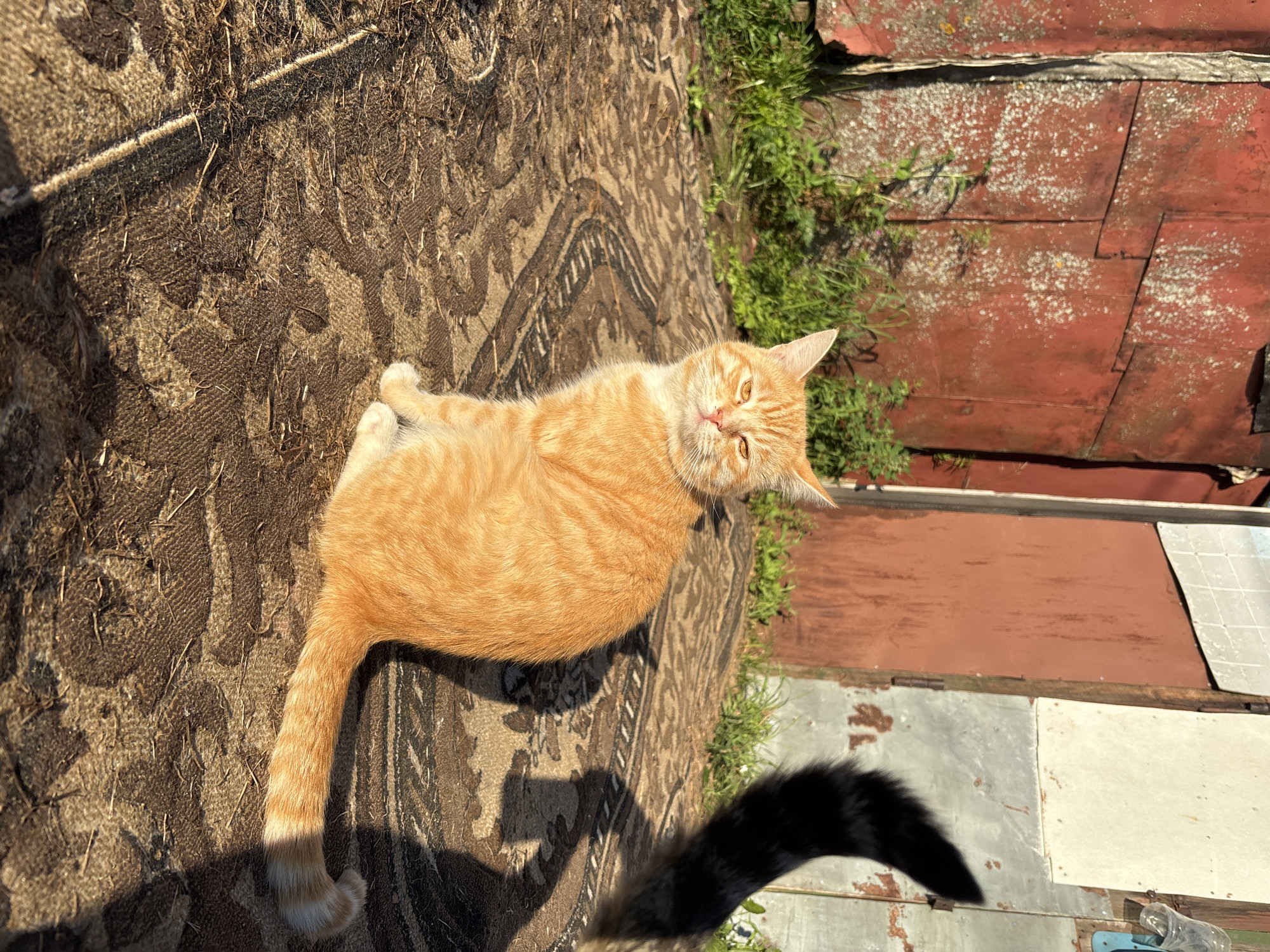 An orange tabby cat is sitting on a patterned rug outdoors. The cat is facing the camera with its eyes partially closed and appears to be looking towards the right side of the frame. The cat has light-colored fur with darker orange stripes. Behind the cat, there is a weathered red metal wall with patches of white and green growth. To the right of the cat, a black tail is visible, suggesting the presence of another animal, possibly a dog. The ground is covered with a brown and beige patterned rug, which is somewhat worn and has some loose strands and debris on it. The environment suggests a rural or semi-rural setting, possibly in a yard or outdoor area. The lighting indicates it is daytime, with shadows cast by the cat and an unseen object. The overall impression is a candid shot of a cat in a somewhat unkempt outdoor environment.
