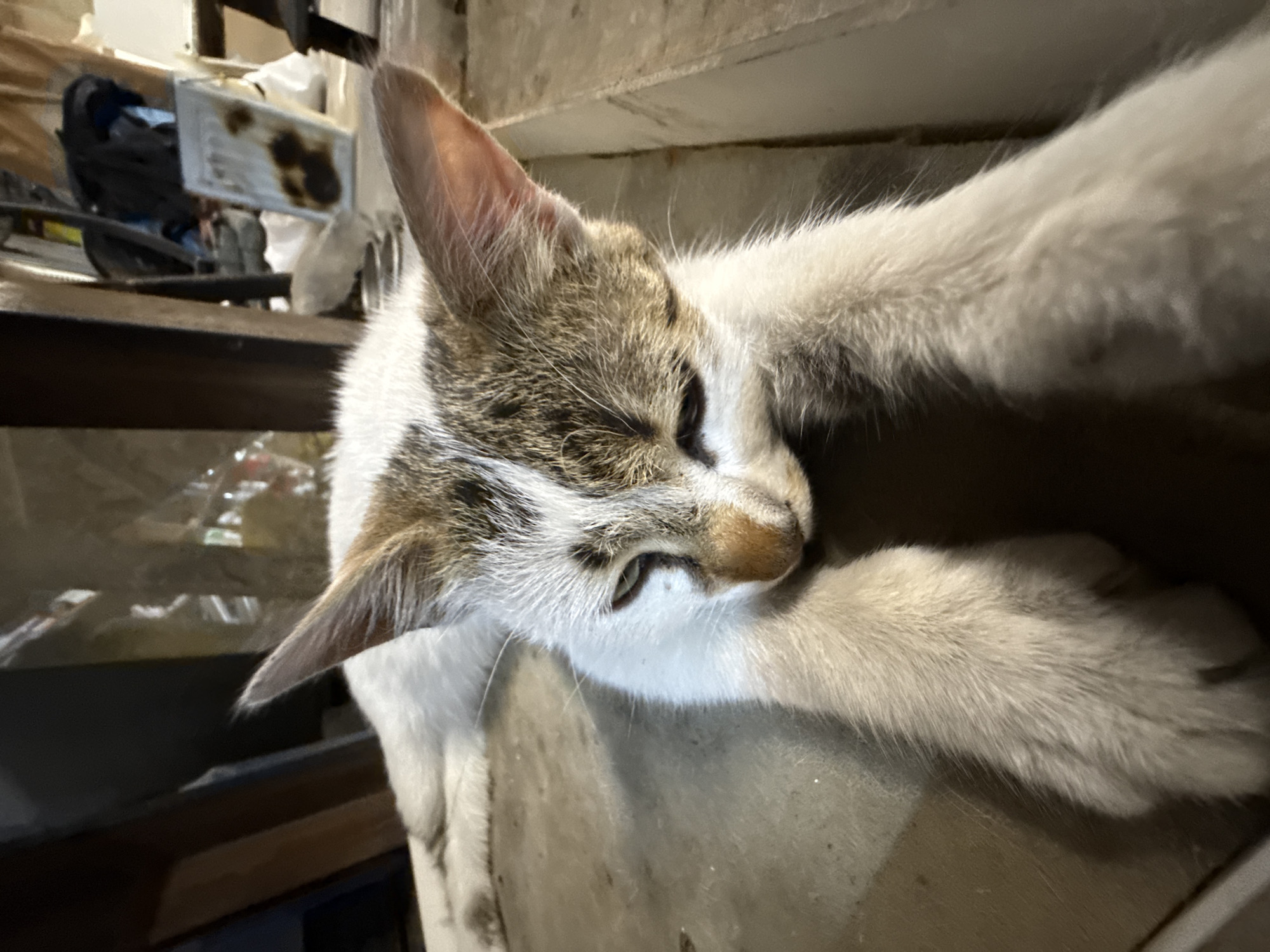 A young cat, with white fur and brown/tabby markings, is captured in a close-up, horizontal shot. The cat is resting or sleeping, with its head nestled against its front left paw. Its eyes appear to be closed or half-closed, conveying a sense of peace and relaxation. The cat's ears are prominent, and its fur shows varying shades of white, grey, and brown, with white whiskers visible around its snout.
The background is out of focus and appears to be an indoor, cluttered environment. Visible elements in the background include what looks like shelves or a workbench with various items, including a white rectangular object with dark stains and some indistinguishable materials. The surfaces in the image, particularly beneath the cat, appear to be concrete or a similar light-colored, possibly worn, industrial material. The lighting is somewhat dim, suggesting an indoor setting without strong natural light. No specific time of day or weather conditions can be inferred. There is no visible text in the image. The setting is generally consistent with a cluttered indoor space in Plovdiv, Bulgaria.