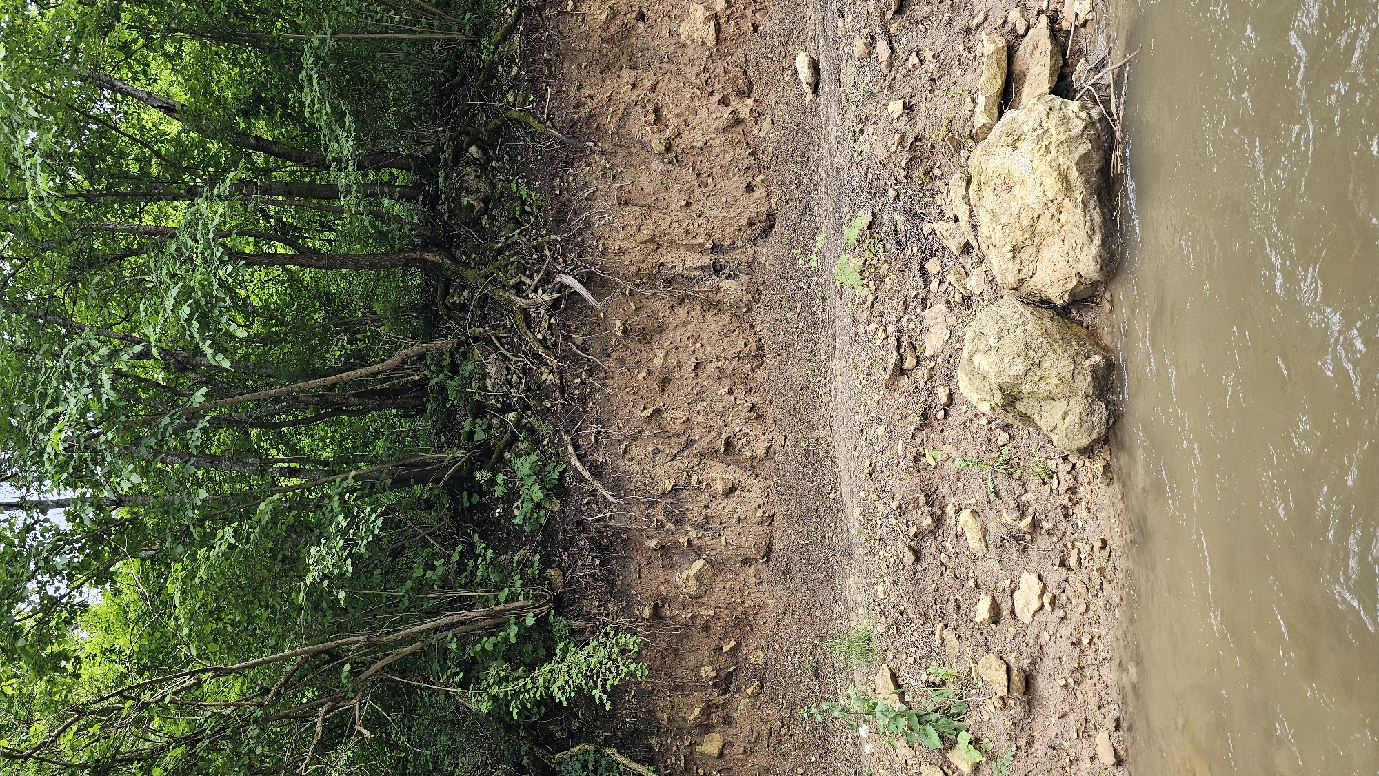 The image depicts a natural scene at the edge of a body of water, likely a river, with a steep, exposed embankment of soil and rock. Lush green foliage from trees and undergrowth covers the top of the embankment, with visible roots exposed along the soil face. The water in the foreground is a murky brown, with ripples indicating movement. The embankment itself is composed of layered soil, varying in color from reddish-brown to a lighter tan, with scattered rocks and pebbles. There are two large, light-colored rocks situated on the muddy bank at the water's edge. The scene appears to be in a rural or natural setting, possibly a park or wilderness area, given the undisturbed nature of the environment. No people or man-made structures are visible in the image.