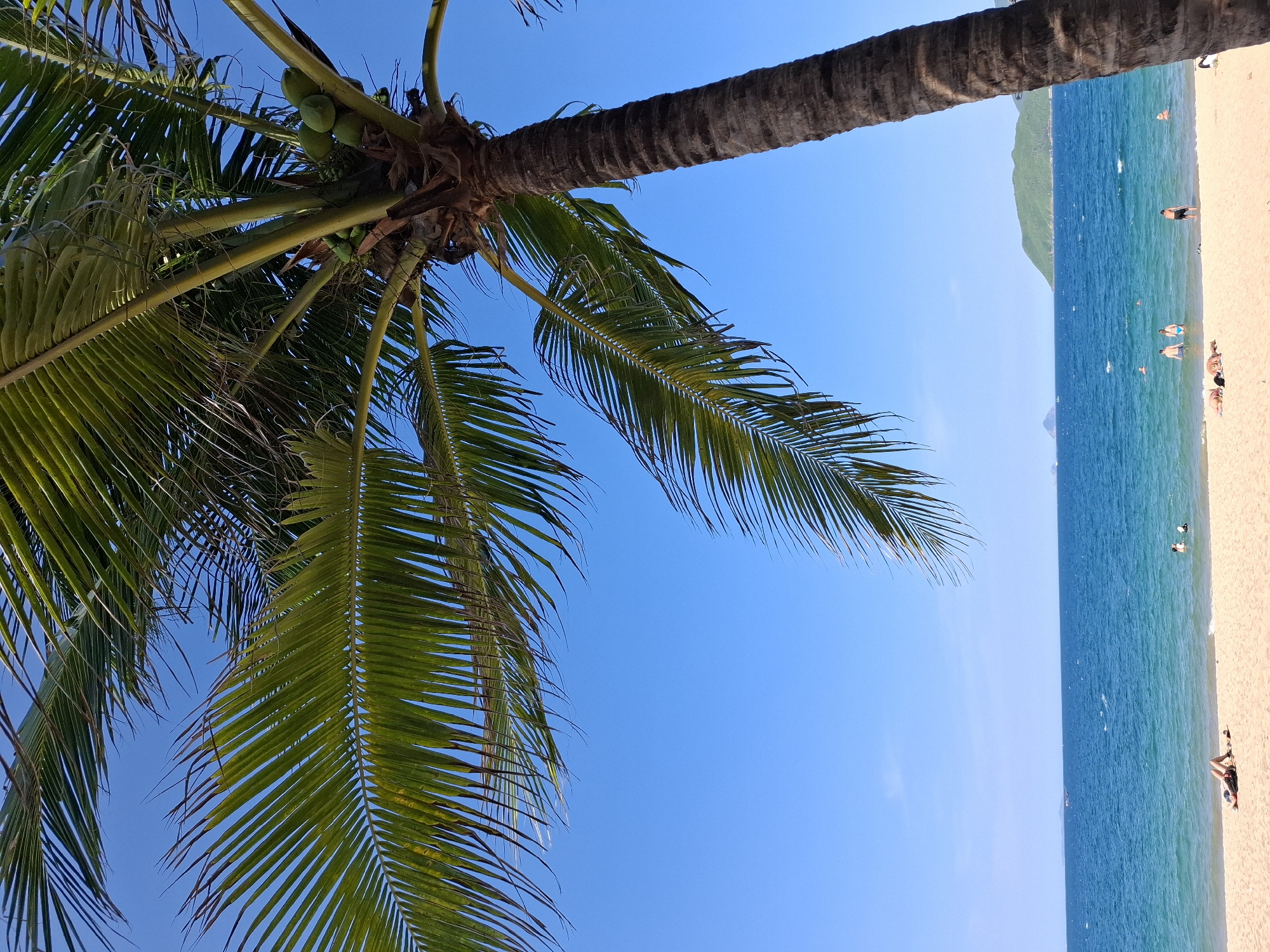 This is a vertical, eye-level, medium shot of a tropical beach scene on a sunny day. In the foreground, a portion of a mature coconut palm tree with green coconuts is visible on the right side, its trunk textured and brown. The fronds of the palm extend across the top of the image and down the left side, casting shadows. The sand of the beach occupies the lower third of the frame, with several sunbathers lying on the sand. In the shallow turquoise water, a few individuals are wading or swimming. The sea is a vibrant blue and stretches to the horizon, where two distant, green islands are visible under a clear, bright blue sky. The image appears to be taken in Nha Trang Ward, Vietnam, given the characteristic landscape of islands and tropical flora.