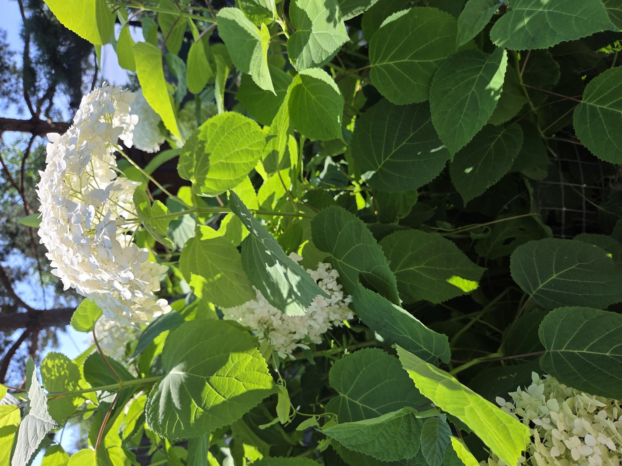 In the city of Troitskoye, Russia, a cluster of white hydrangeas blooms vibrantly against a backdrop of lush green foliage. The hydrangeas, with their delicate, petal-like florets, are the focal point of the image, catching the sunlight and casting soft shadows. The leaves of the hydrangea plant are large and deeply veined, forming a dense canopy that encloses the flowers. In the distance, the silhouettes of trees and a clear blue sky are visible, suggesting an outdoor setting, likely a garden or park. The overall scene evokes a sense of natural beauty and tranquility, characteristic of a summer day.