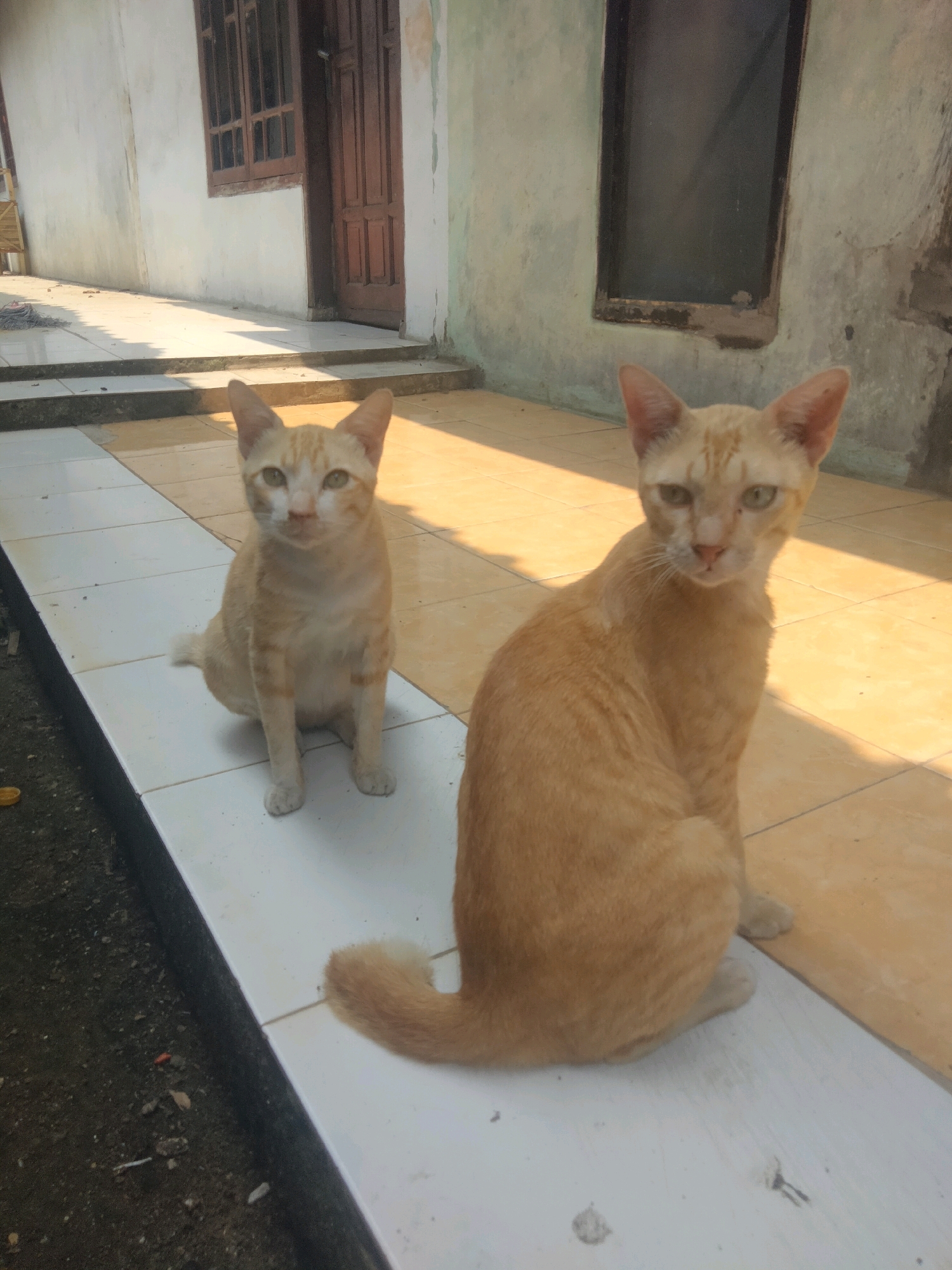 Two ginger cats are sitting on a tiled path in front of a building in Suka Sari, Indonesia. The cat on the left is facing the camera with its body slightly angled. The cat on the right is turned away from the camera, with its head looking towards the viewer. The building has a white, weathered facade with a wooden door and window on the left, and a dark, framed window on the right. Sunlight casts shadows across the tiled path. The ground to the left of the path is dark soil with some debris.