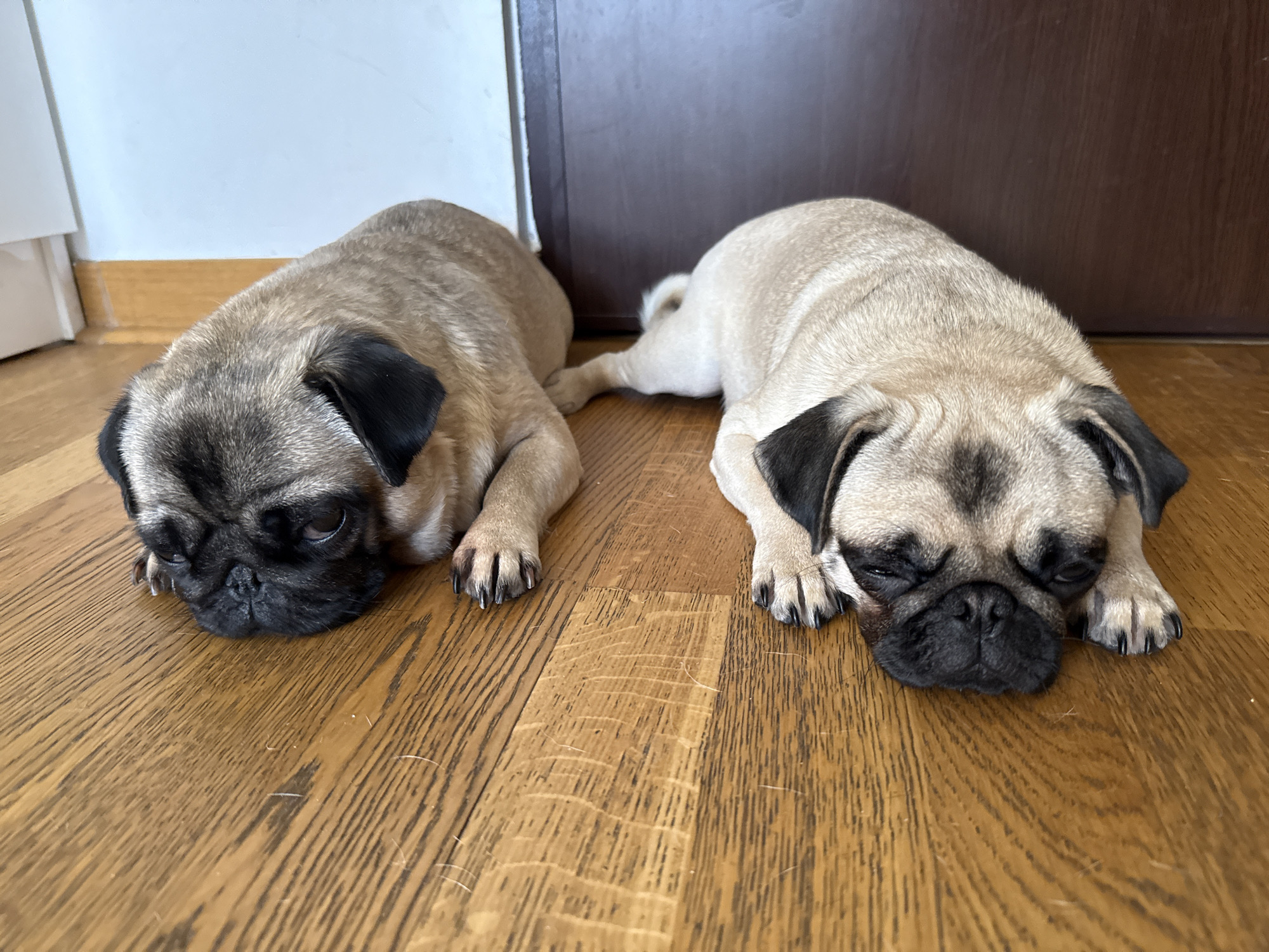 Two pugs are lying on a wooden floor. The pug on the left is facing left, and the pug on the right is facing right. Both pugs have their eyes closed. The background is out of focus but appears to be a room with a door and a wall.