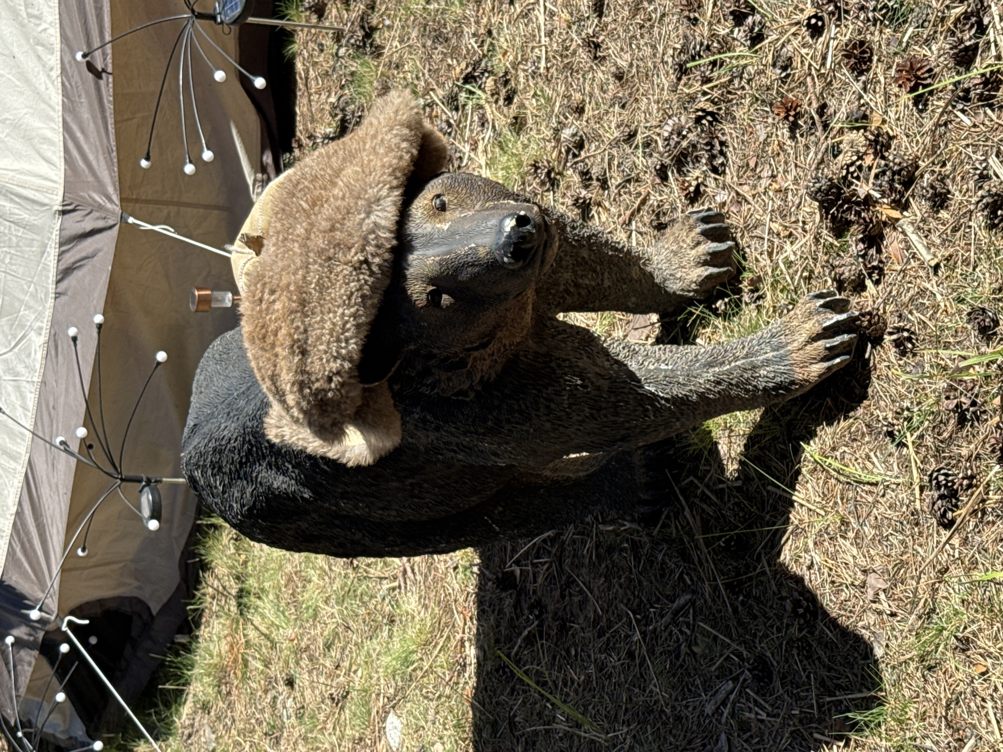 A statue of a black bear wearing a brown fur hat stands on dry grass and pinecones. The bear statue faces forward and slightly to the right. In the background, a tent is partially visible, with solar-powered decorative lights attached to its supports. The environment appears to be outdoors, likely a campsite or a yard, given the presence of a tent and the natural ground cover. There are no people present in the image. The scene is illuminated by sunlight, casting shadows on the ground.