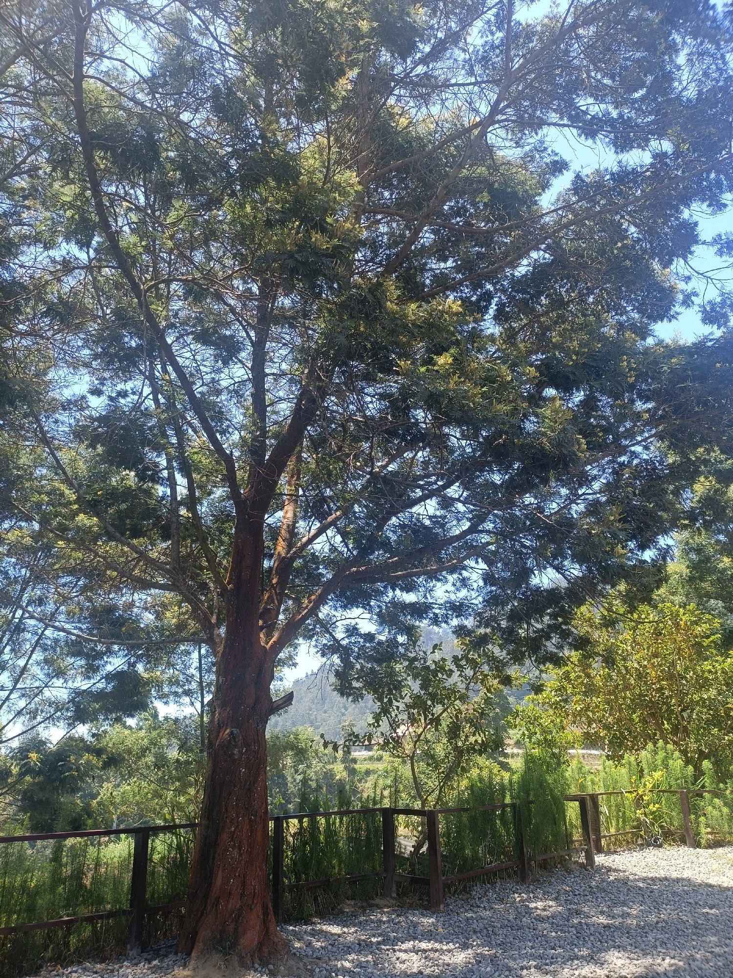 The image captures a view from a shaded area in Kopeng, Indonesia, dominated by the expansive canopy of a large tree. The tree's trunk, rough and reddish-brown, stands prominently in the foreground. A wooden fence with dark brown posts and thinner horizontal railings runs across the middle ground, separating the viewer from a dense area of green vegetation and smaller trees. Beyond the vegetation, a hilly landscape is visible under a bright blue sky. The ground in the foreground is covered with light-colored gravel. The scene suggests a natural, possibly semi-rural or park-like setting within or near Kopeng.