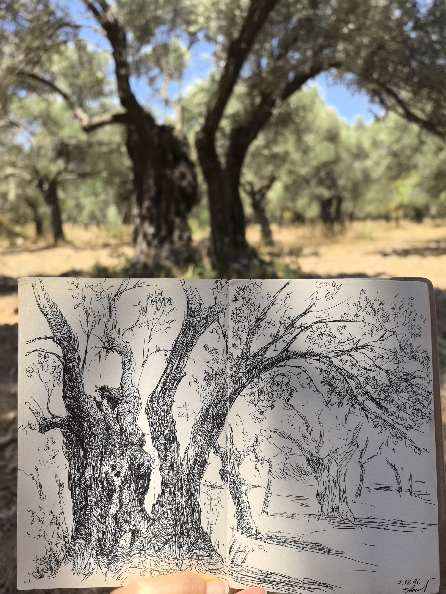 The image shows a sketch of an ancient olive grove, with gnarled, thick-trunked trees dominating the foreground. The sketch is rendered in black ink on paper, with a loose, impressionistic style that captures the texture and form of the trees. The background of the sketch depicts more trees and a path, suggesting a landscape within the grove. In the out-of-focus background of the photograph, real ancient olive trees can be seen, their branches reaching towards a bright, blue sky with scattered clouds. The ground is covered in dry grass or earth. The overall impression is one of a serene, sun-drenched natural environment.
The style and subject matter strongly suggest this scene is located in the ancient olive groves of Datça, Turkey, a region renowned for its historical olive trees and natural beauty.