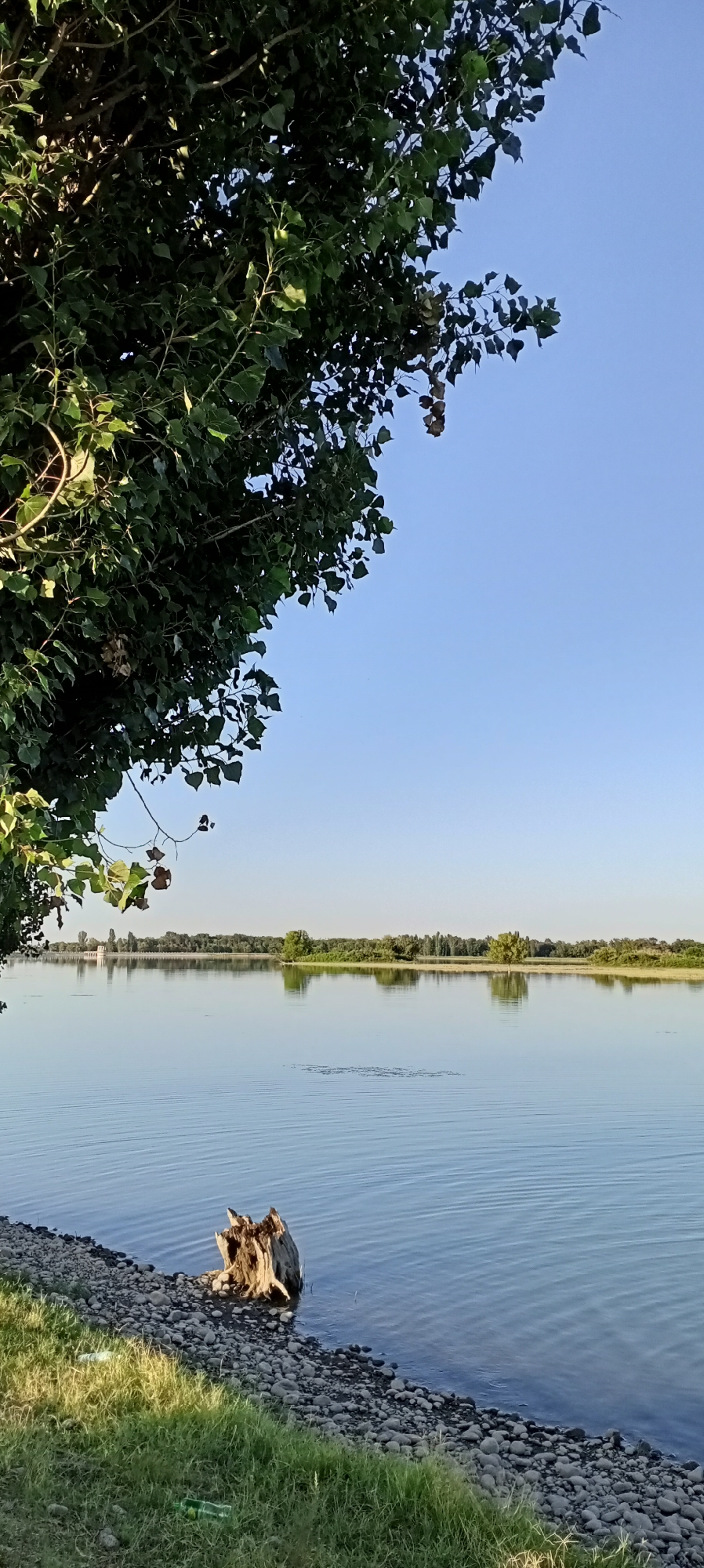 A serene, wide-angle view captures a tranquil river scene under a clear blue sky. In the foreground, a lush green grassy bank transitions into a pebble-strewn shoreline, where a weathered, gnarled tree stump stands partially submerged in the gently rippling water. A dense canopy of dark green leaves from an overhanging tree dominates the upper left portion of the frame, casting subtle shadows. Across the water, a distant treeline forms a dark, continuous horizon, punctuated by scattered trees and what appears to be a small building with a tower on the far left. The water itself is a calm, reflective surface, mirroring the sky and the distant landscape. The image is static and devoid of human activity, evoking a sense of natural beauty and stillness.