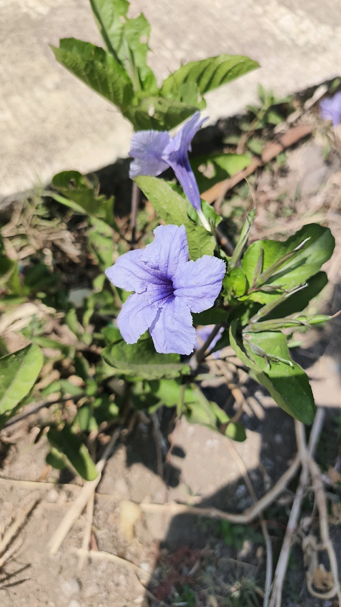 A close-up, eye-level outdoor shot showcases a purple Ruellia flower in Manggis, Indonesia. The flower, with its five delicate, trumpet-shaped petals, is the central focus, its vibrant color contrasting with the muted tones of its surroundings. The petals are slightly crinkled and a deeper purple hue is visible at the center, where the stamens are located. Surrounding the bloom are lush green leaves, some of which appear slightly damaged or tattered. The background consists of a rough, light-colored surface, possibly a paved area, with patches of dry, straw-like vegetation scattered across it. Shadows from the leaves and the plant create an interesting play of light and dark on the ground. The overall impression is one of natural beauty amidst a somewhat unkempt urban environment.
