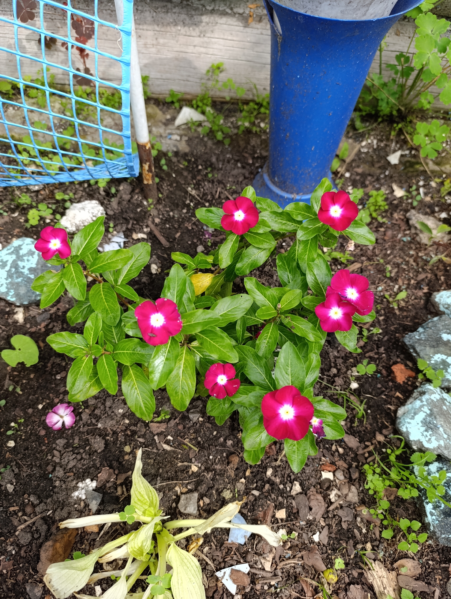 A close-up, high-angle shot captures a patch of dark soil in Tugulym, Russia, adorned with vibrant pink vinca flowers and lush green leaves. In the upper left, a section of a weathered wooden fence and a blue wire mesh fence are visible. To the right, a portion of a tall, blue, funnel-shaped object, possibly a decorative planter or a pipe, stands. Scattered across the soil are small, light-colored stones and fragments of bark. In the foreground, a pale, wilting plant with broad leaves adds a contrasting texture to the scene.