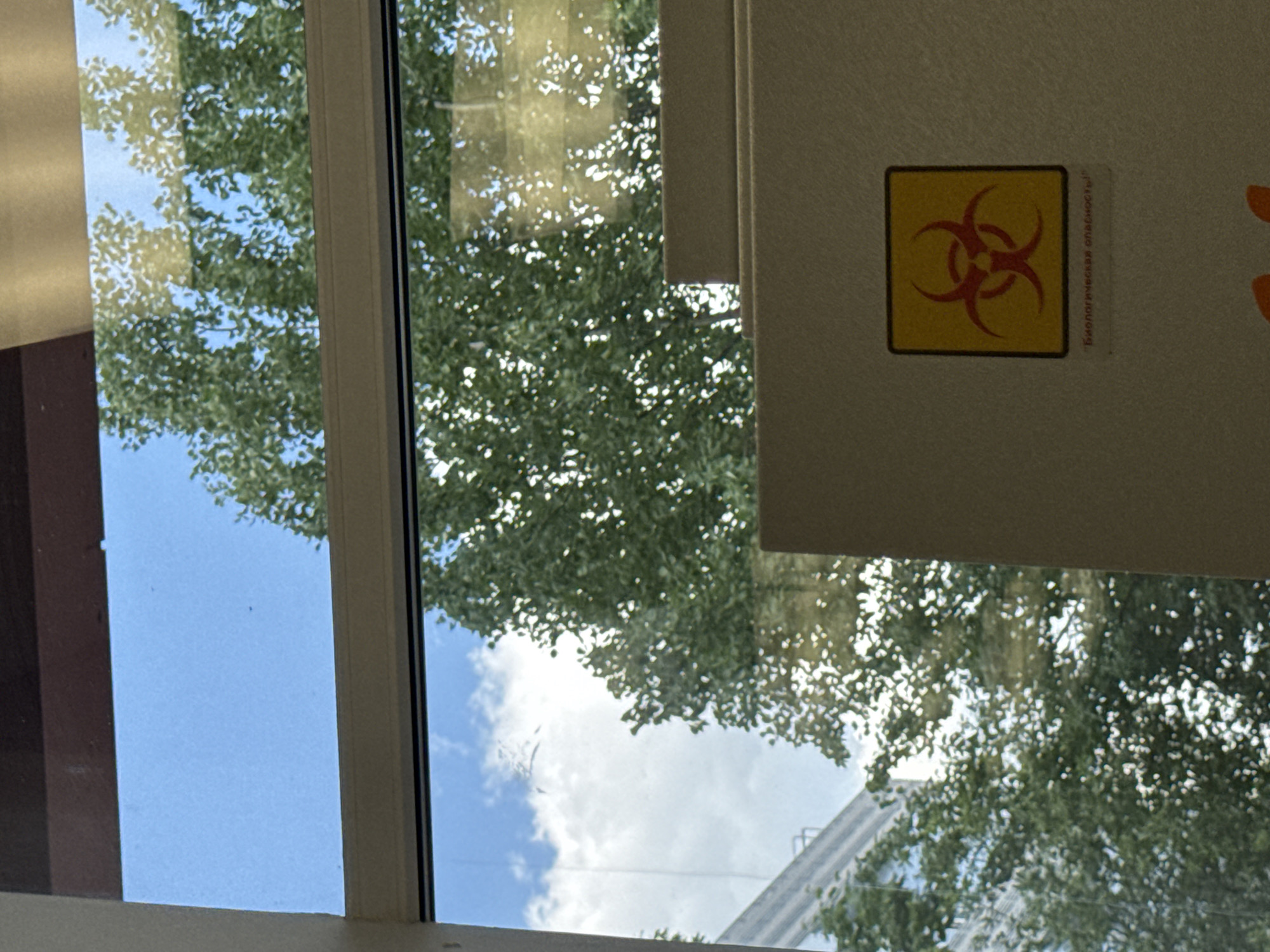 The image captures an indoor perspective looking out through a window, with a partial view of an adjacent wall. Outside the window, lush green tree foliage is prominently visible against a bright blue sky with some white clouds. A reflection of a building or structure with a sloped roof can be seen in the lower right portion of the window glass.
On the indoor wall to the right, a yellow square sticker with a red biohazard symbol is affixed. Below the symbol, text in Cyrillic is visible, reading "Биологическая опасность!", which translates to "Biological hazard!". The light on the trees and the clear sky suggest it is daytime with fair weather conditions. The setting appears to be a room or corridor with a window overlooking an outdoor area, likely in Moscow, Russia, as indicated by the Cyrillic text on the sticker. No people or specific activities are depicted.