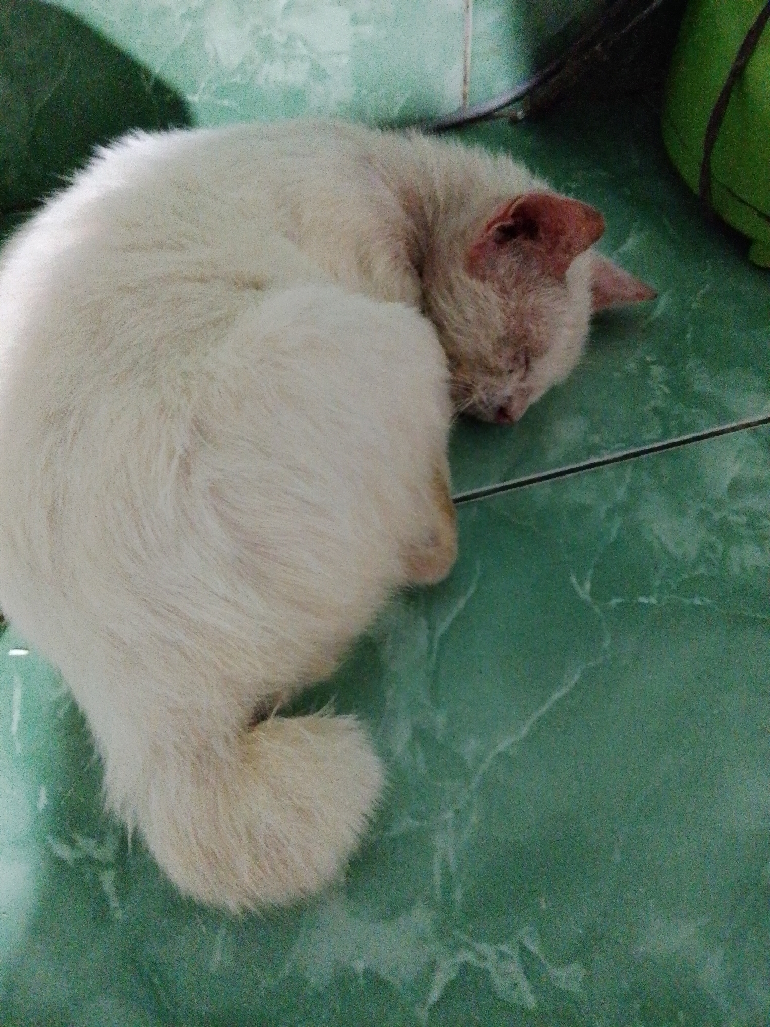 A white cat is curled up and sleeping on a green tiled floor. The photo was taken in Bukit Ketok, Indonesia. A small portion of a green object is visible in the upper right corner.