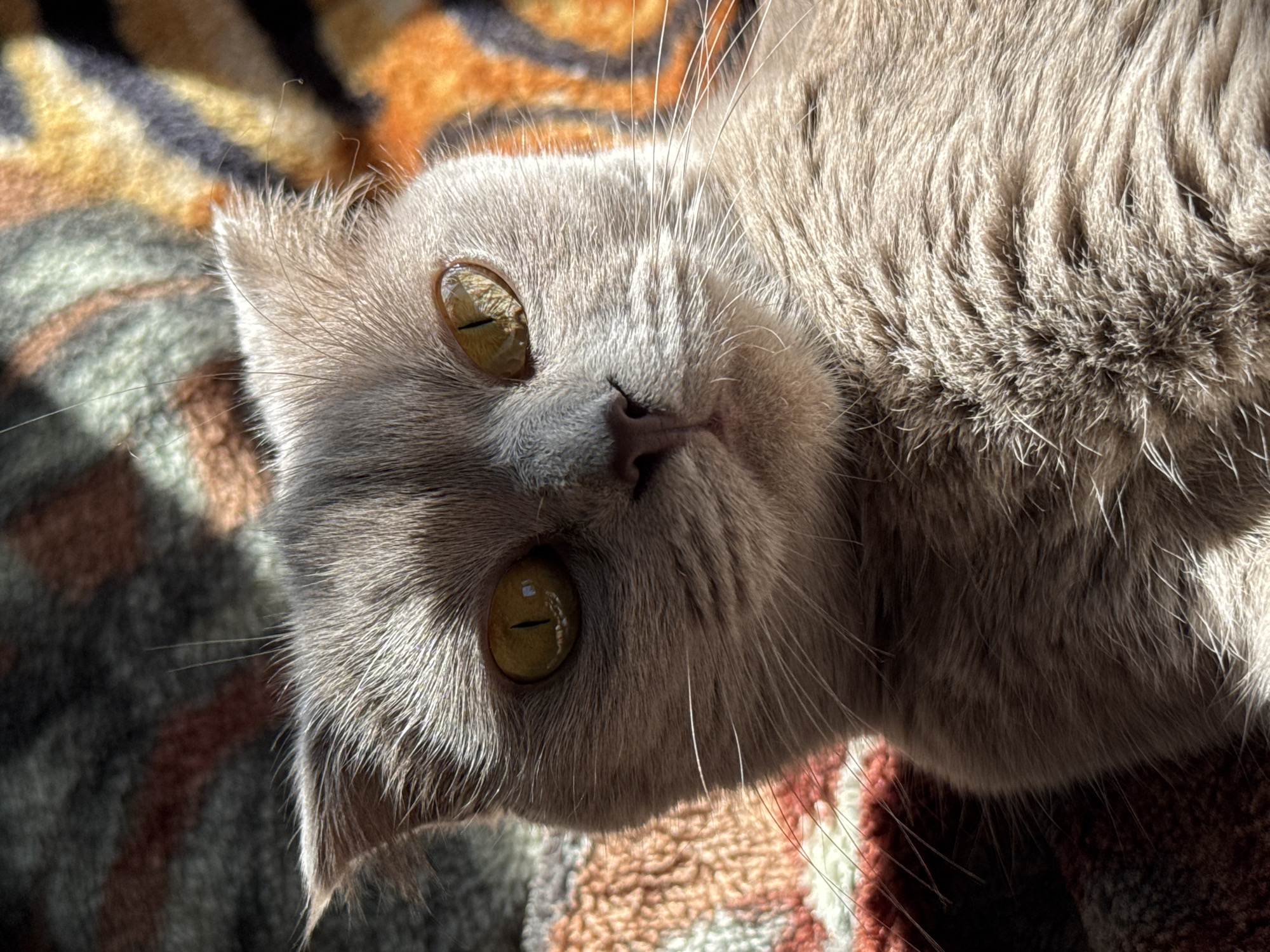 A gray cat with golden eyes is lying on a patterned blanket. The blanket has sections of orange, yellow, gray, and brown. The cat is facing upwards, with its head tilted slightly to the left. Light and shadow are visible on the cat's fur and the blanket. The location is not specified in the image and there is no way to know it's Yerevan, Armenia.