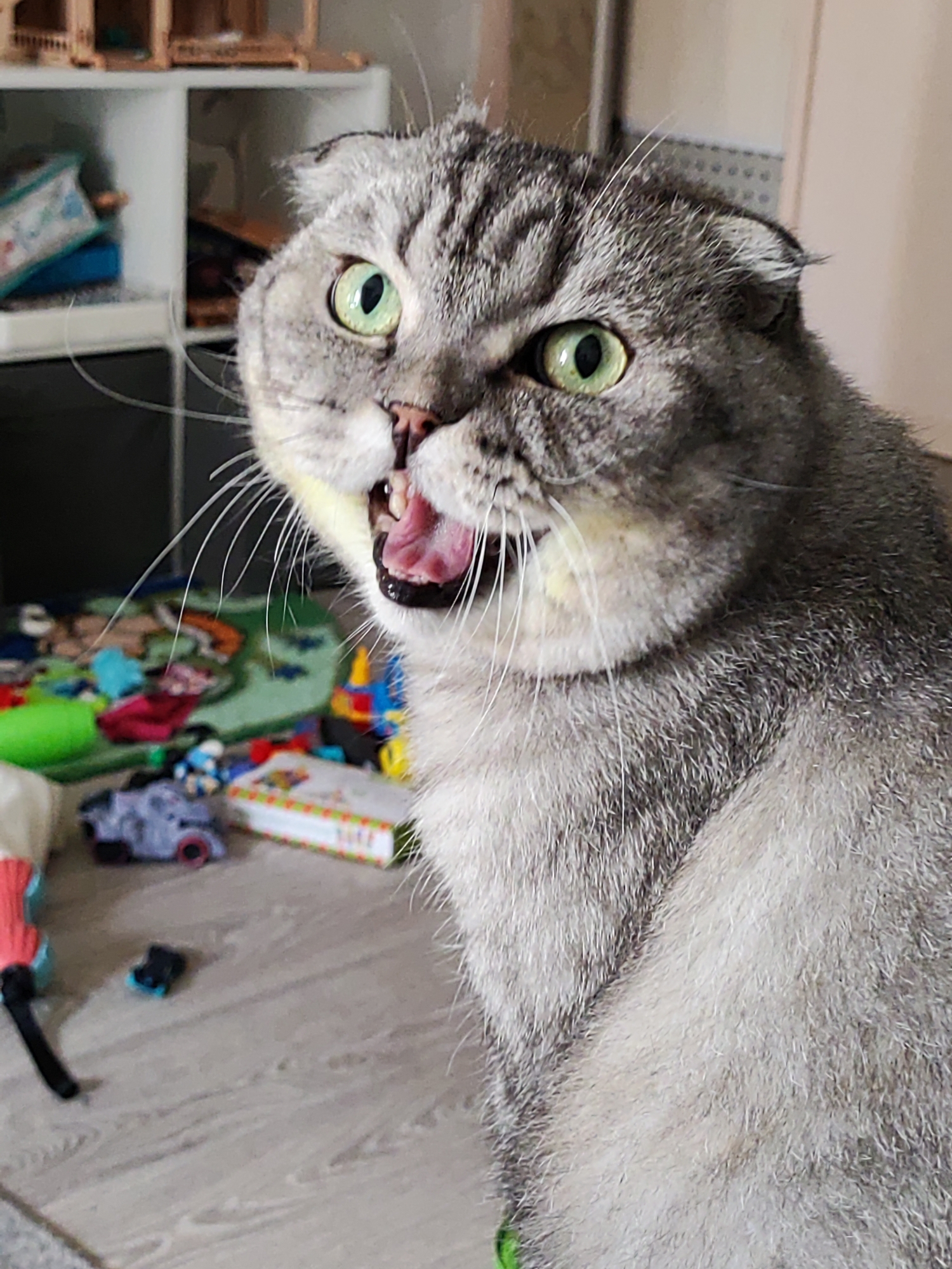 A close-up image shows a gray tabby Scottish Fold cat with green eyes and an open mouth, possibly yawning or hissing. The cat's head and upper body are visible, with a cluttered background suggesting an indoor environment. The background includes a white shelving unit with various items inside, as well as toys scattered on the floor, including a play mat and toy cars. The location is presumed to be in Noviy, Russia.